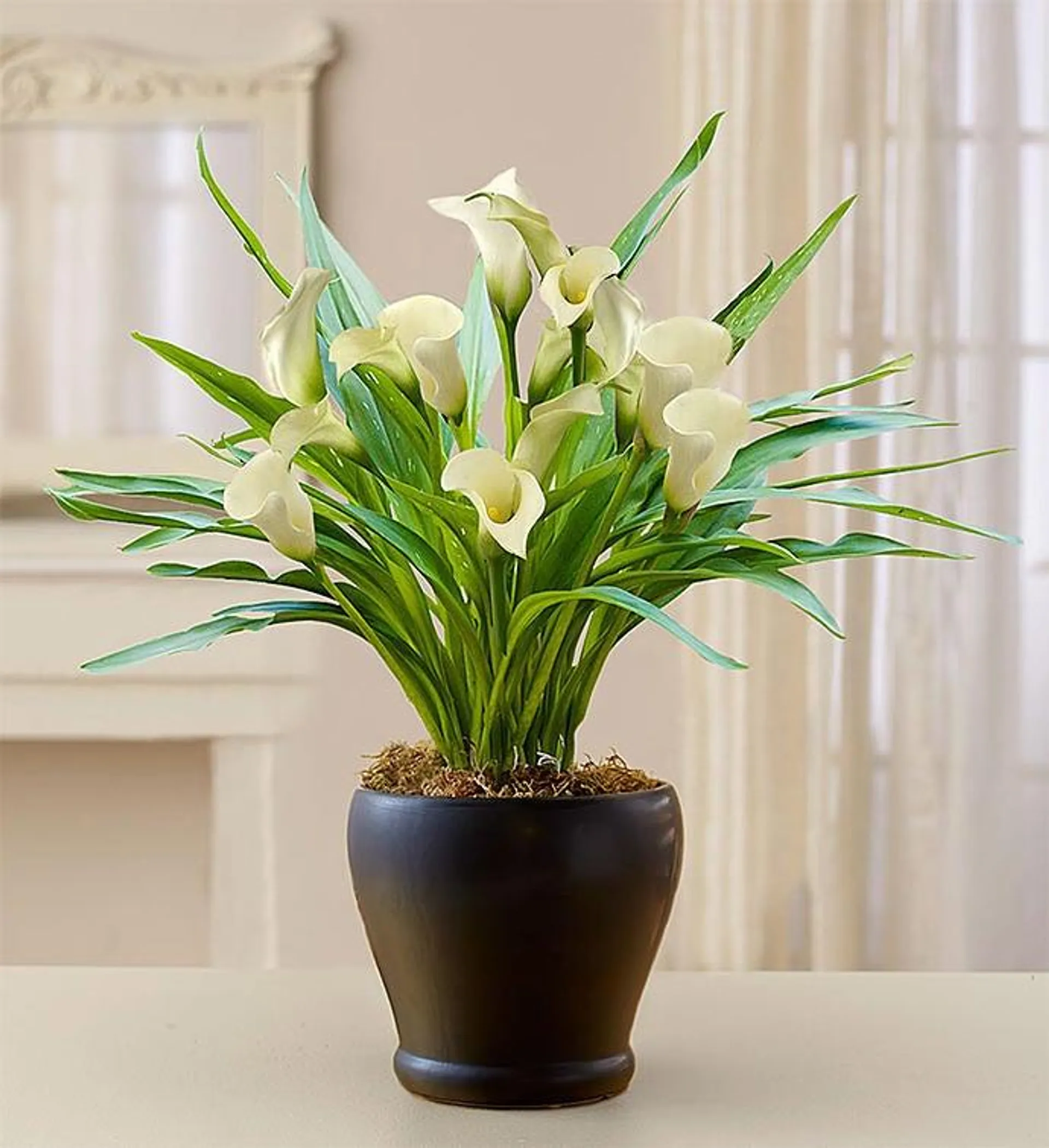 Sophisticated White Calla Lily