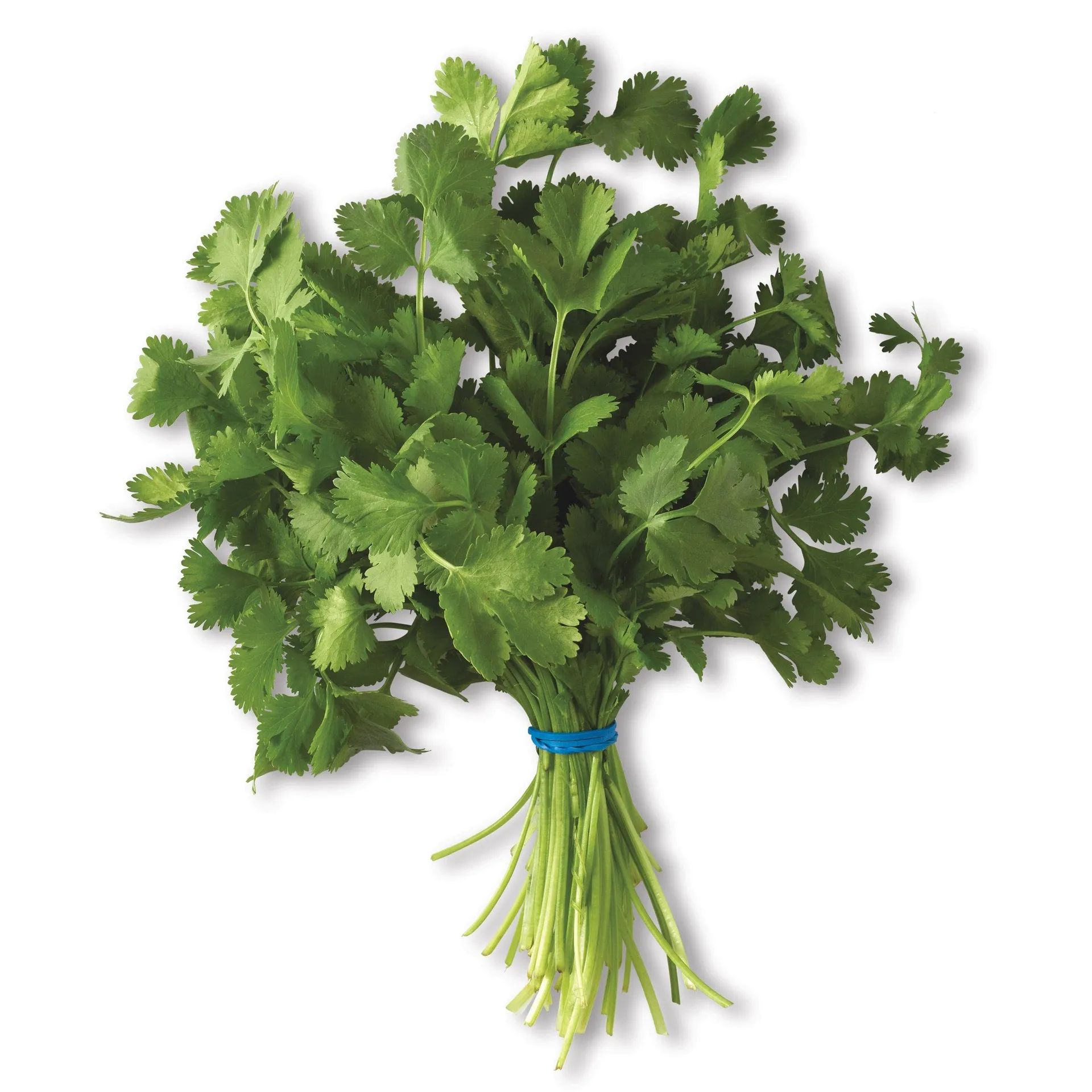 Fresh Cilantro