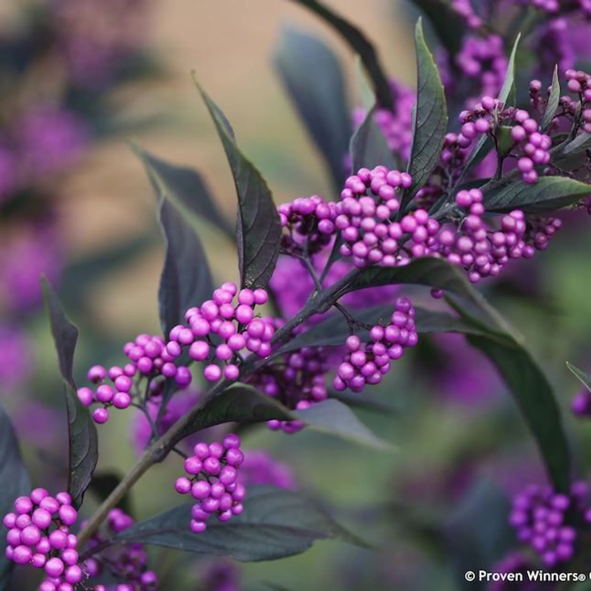 Proven Winners White Pearl Glam Beautyberry (Callicarpa) Flowering Shrub in 1-Quart Pot