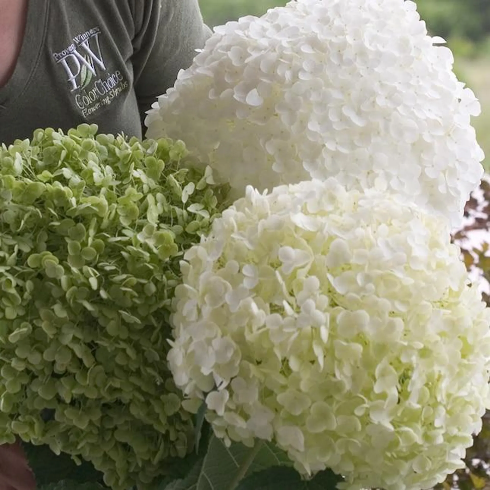 Proven Winners White Incrediball Smooth Hydrangea (Arborescens) Flowering Shrub in 1-Quart Pot