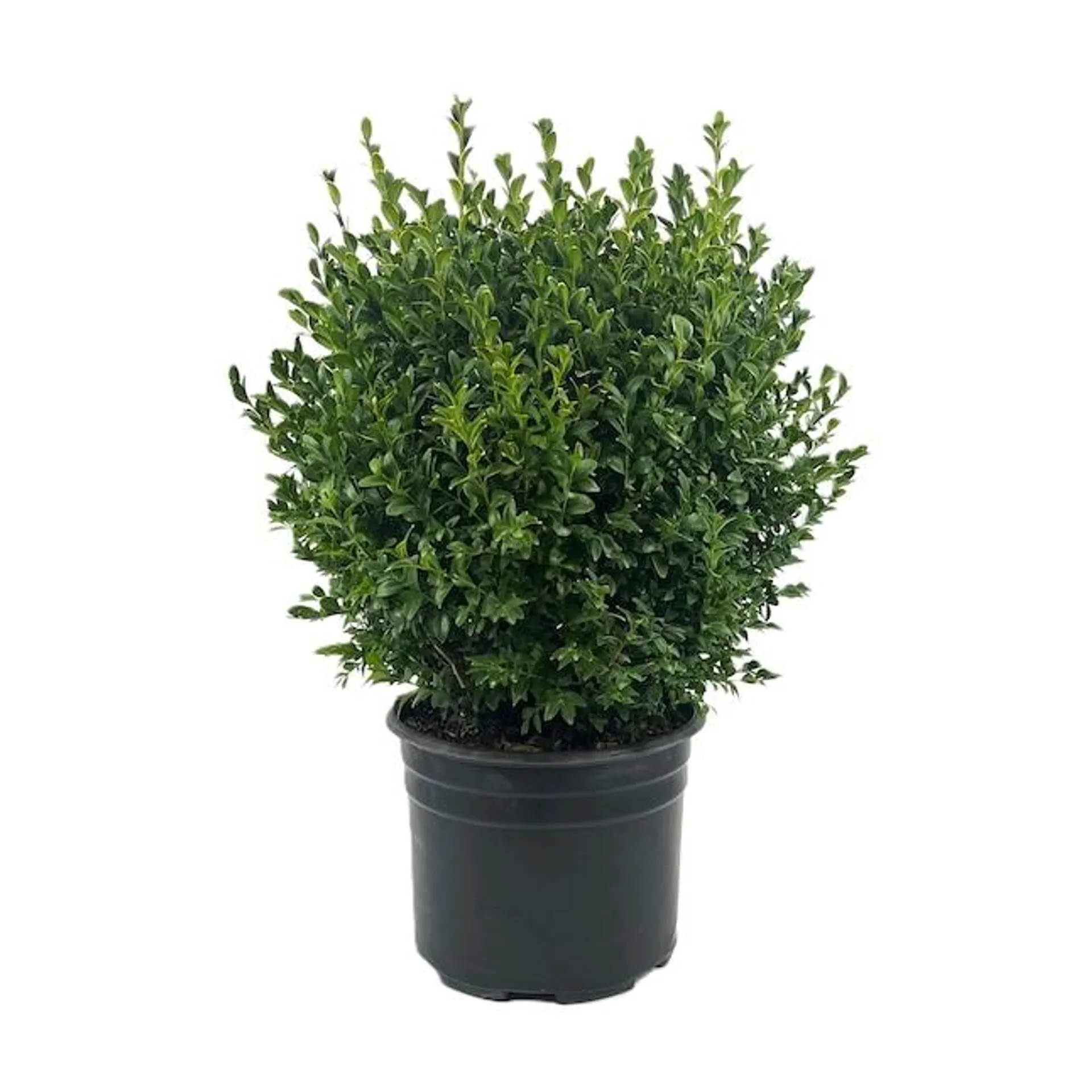 2.25 Gal. Boxwood Green Mountain Foundation/Hedge Shrub in 2.25-Gallon (s) Pot