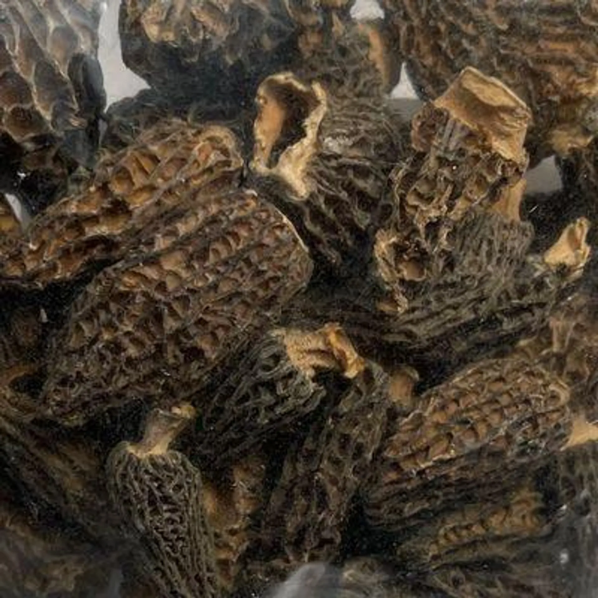 Morel Mushrooms (Packaged)