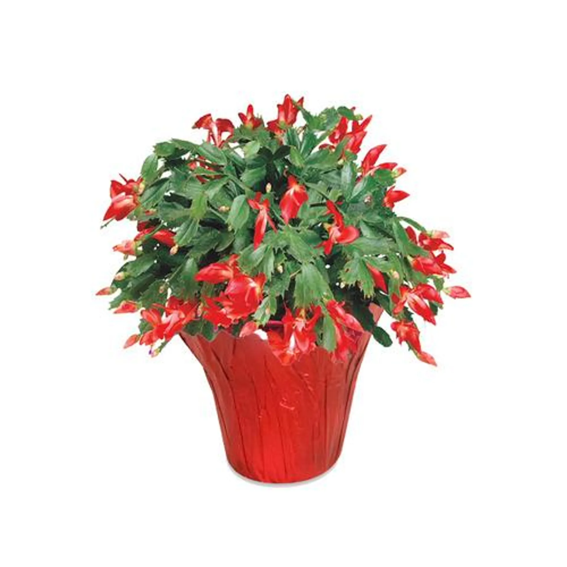 Christmas cactus