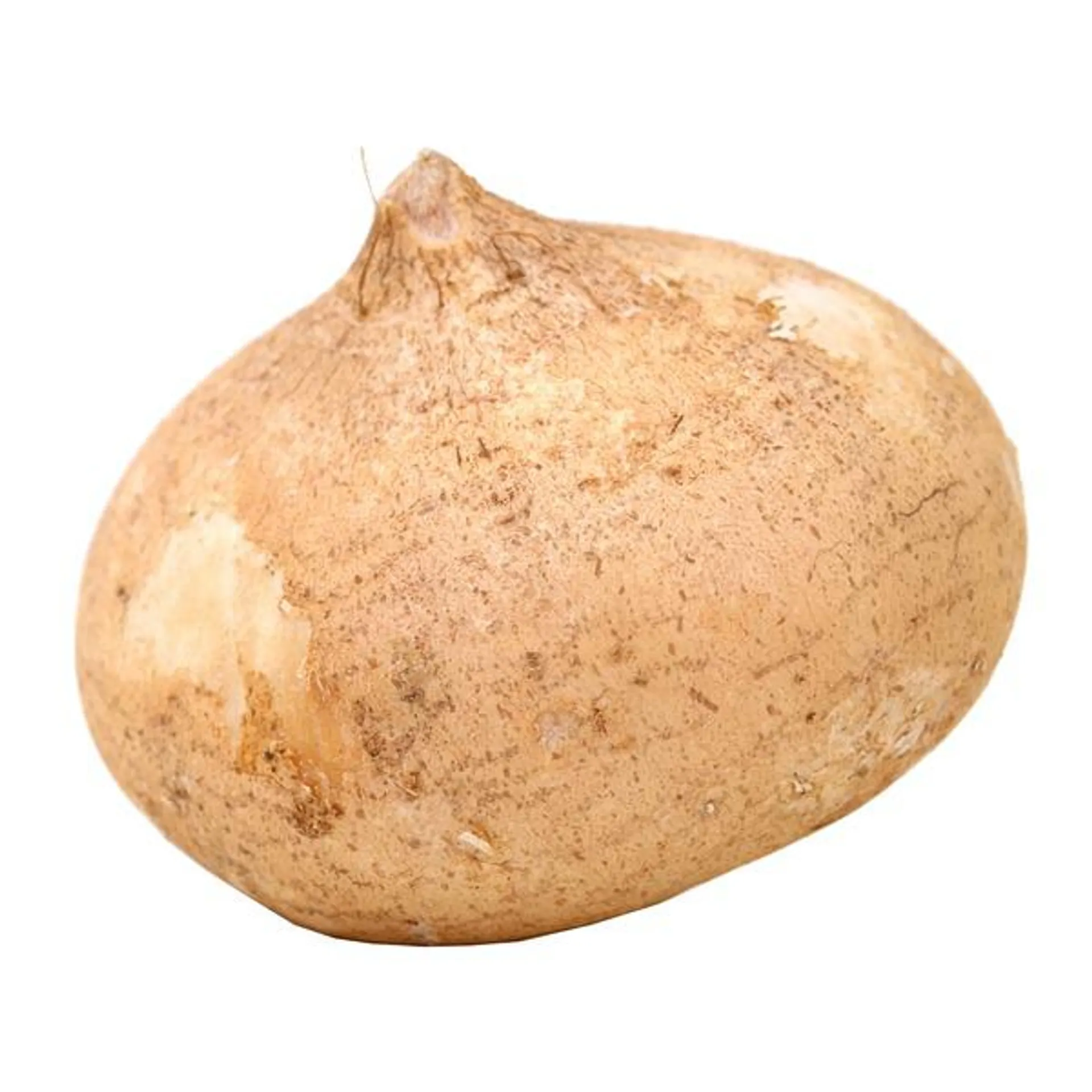 Jicama