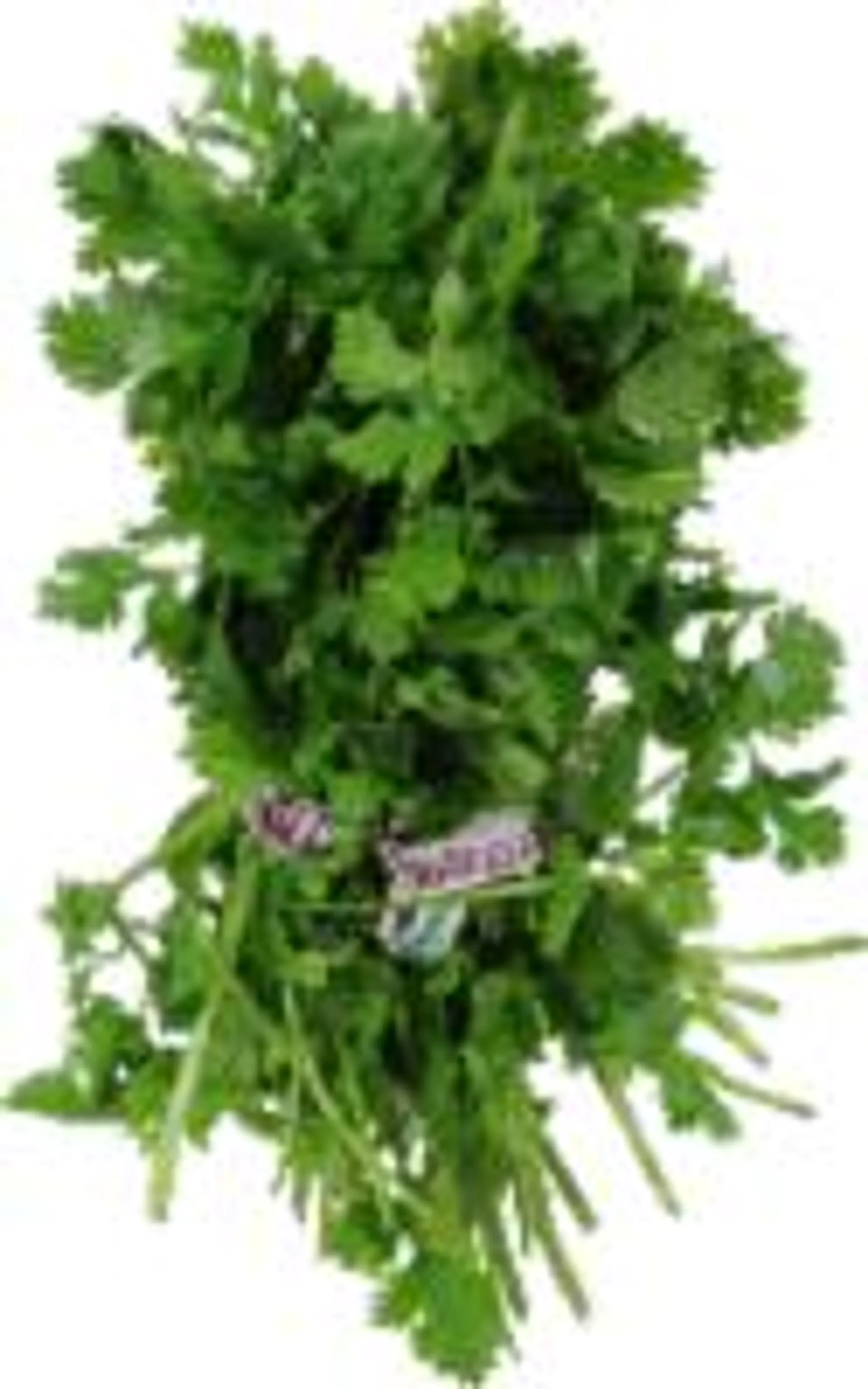 Organic Cilantro