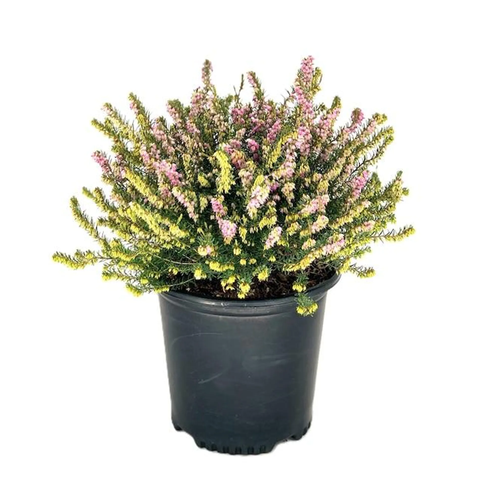 Pink Winter Heather Flowering Shrub in 1.5-Gallon Pot