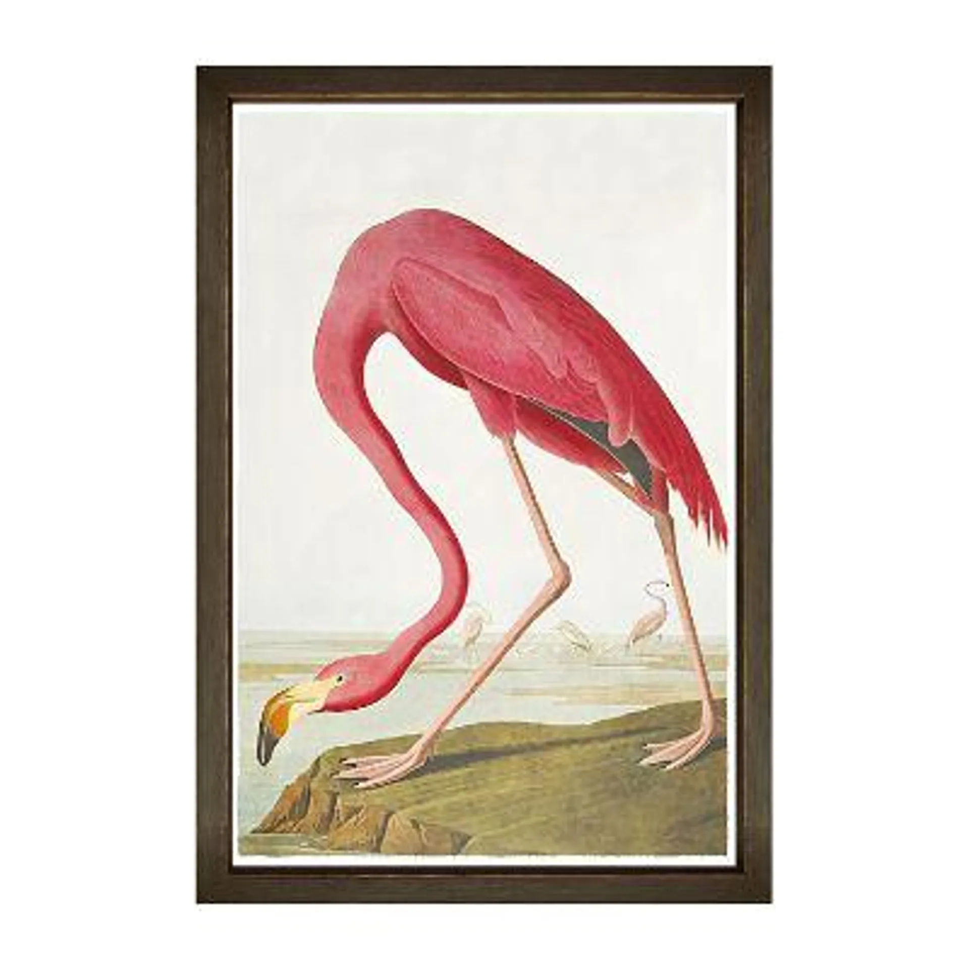 American Flamingo Giclée Print