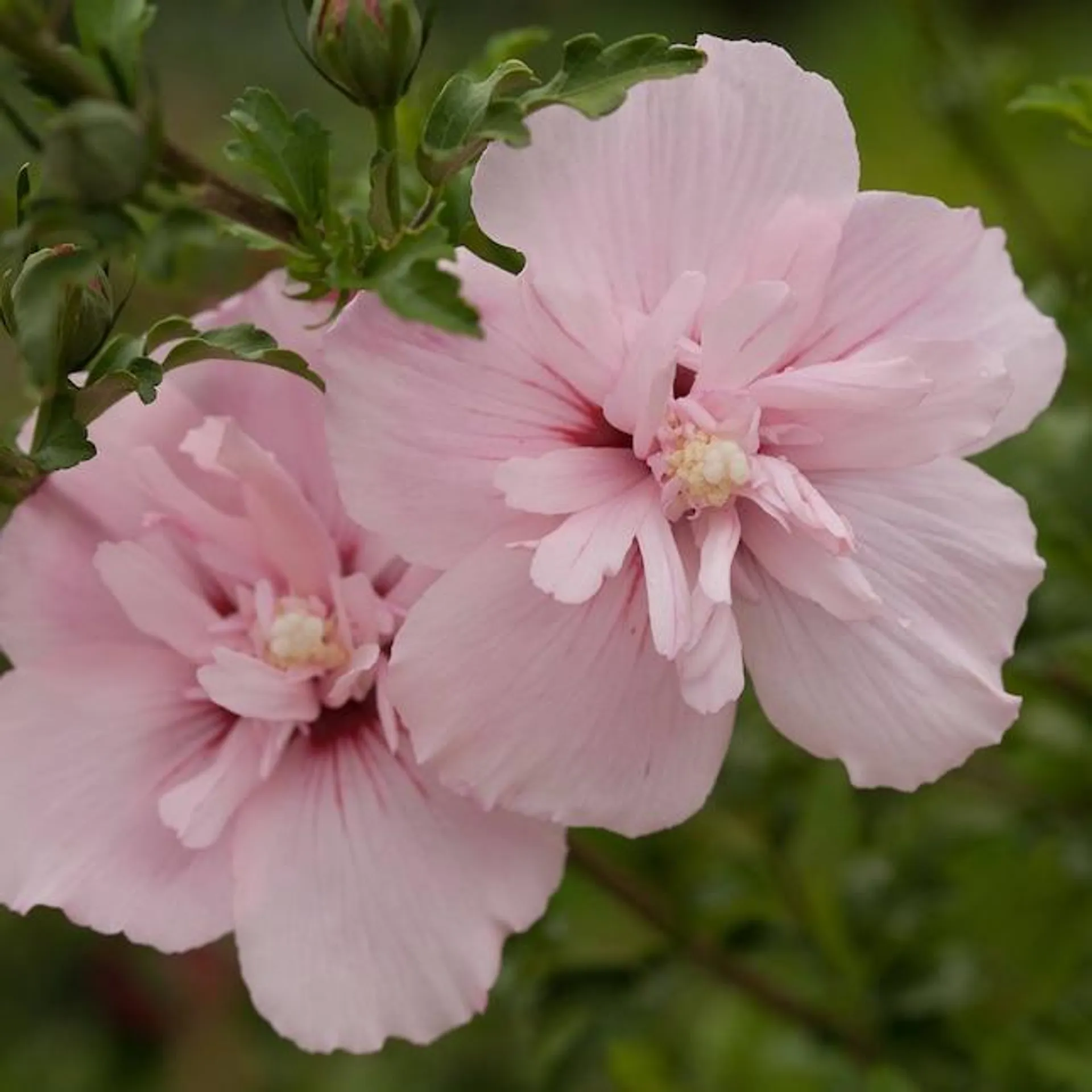 Proven Winners Pink Chiffon Rose of Sharon (Hibiscus) Flowering Shrub in 1 -Quart Pot 1.0 -Pack with Pink Blooms