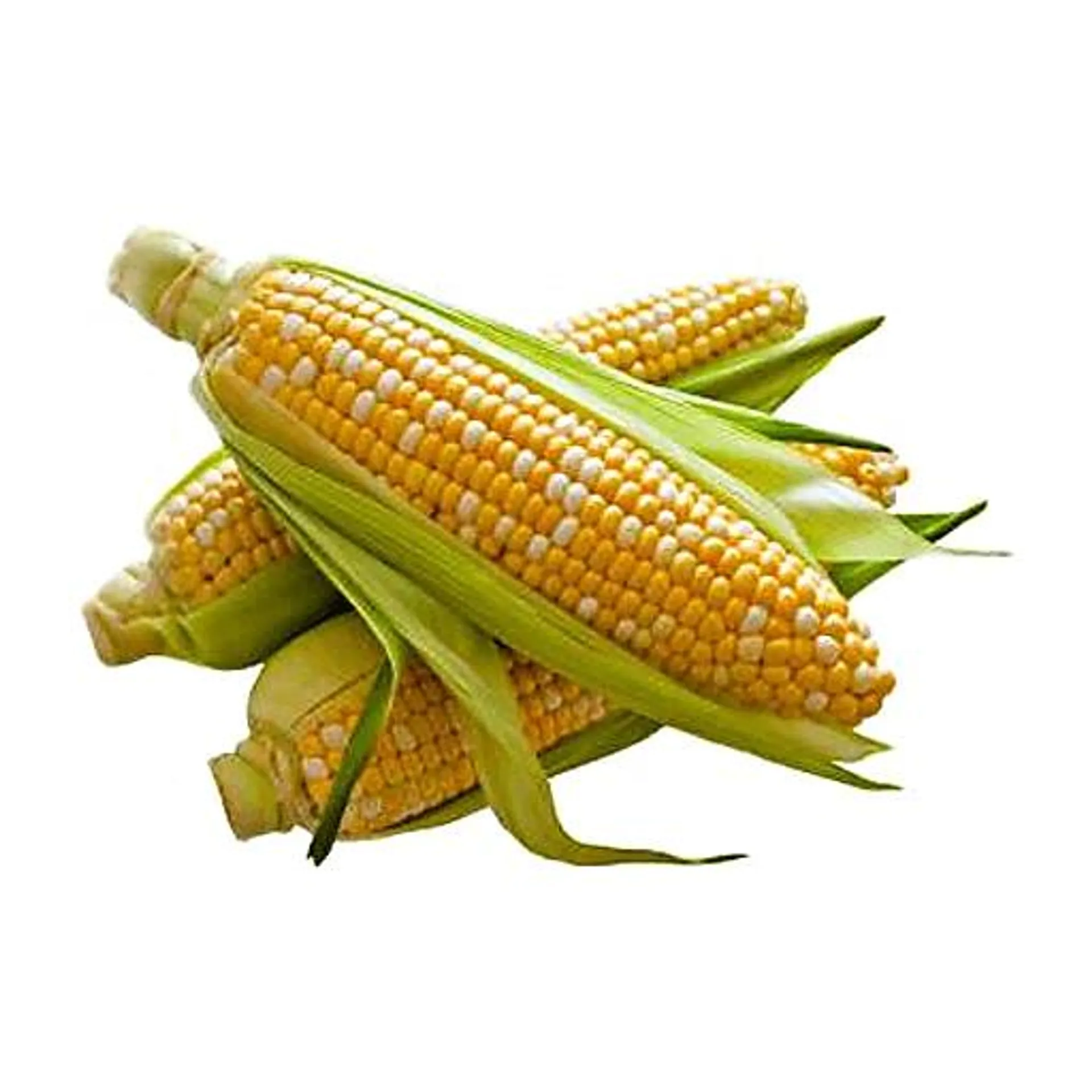 Bi-Color Sweet Corn