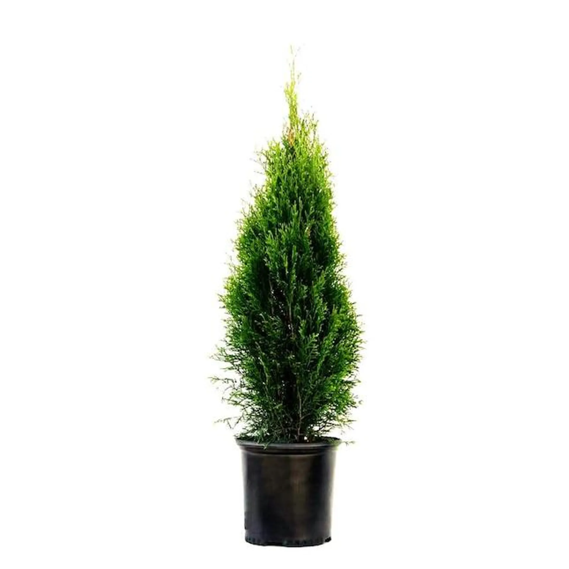 Emerald Green Arborvitae Foundation/Hedge Shrub in 1.5-Gallon Pot