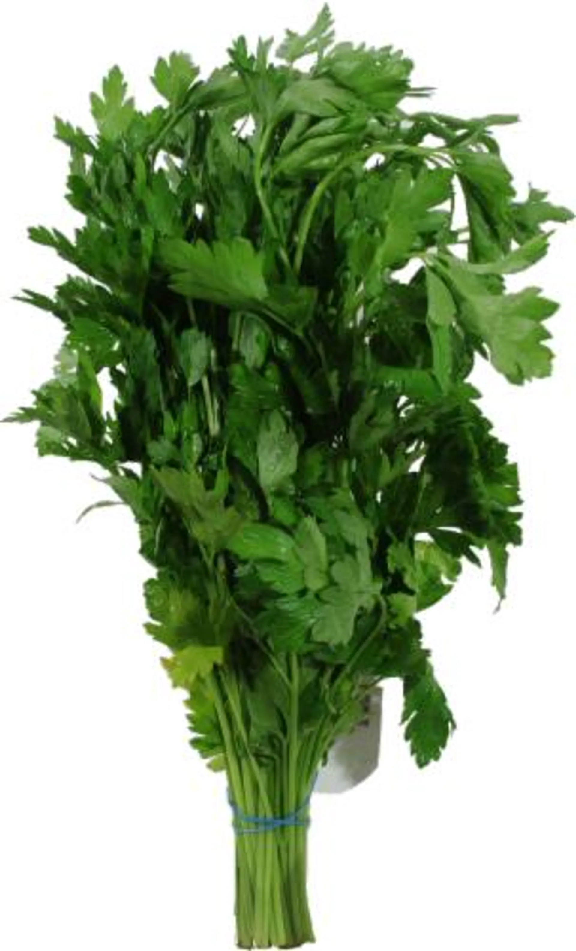 Organic Italian Parsley