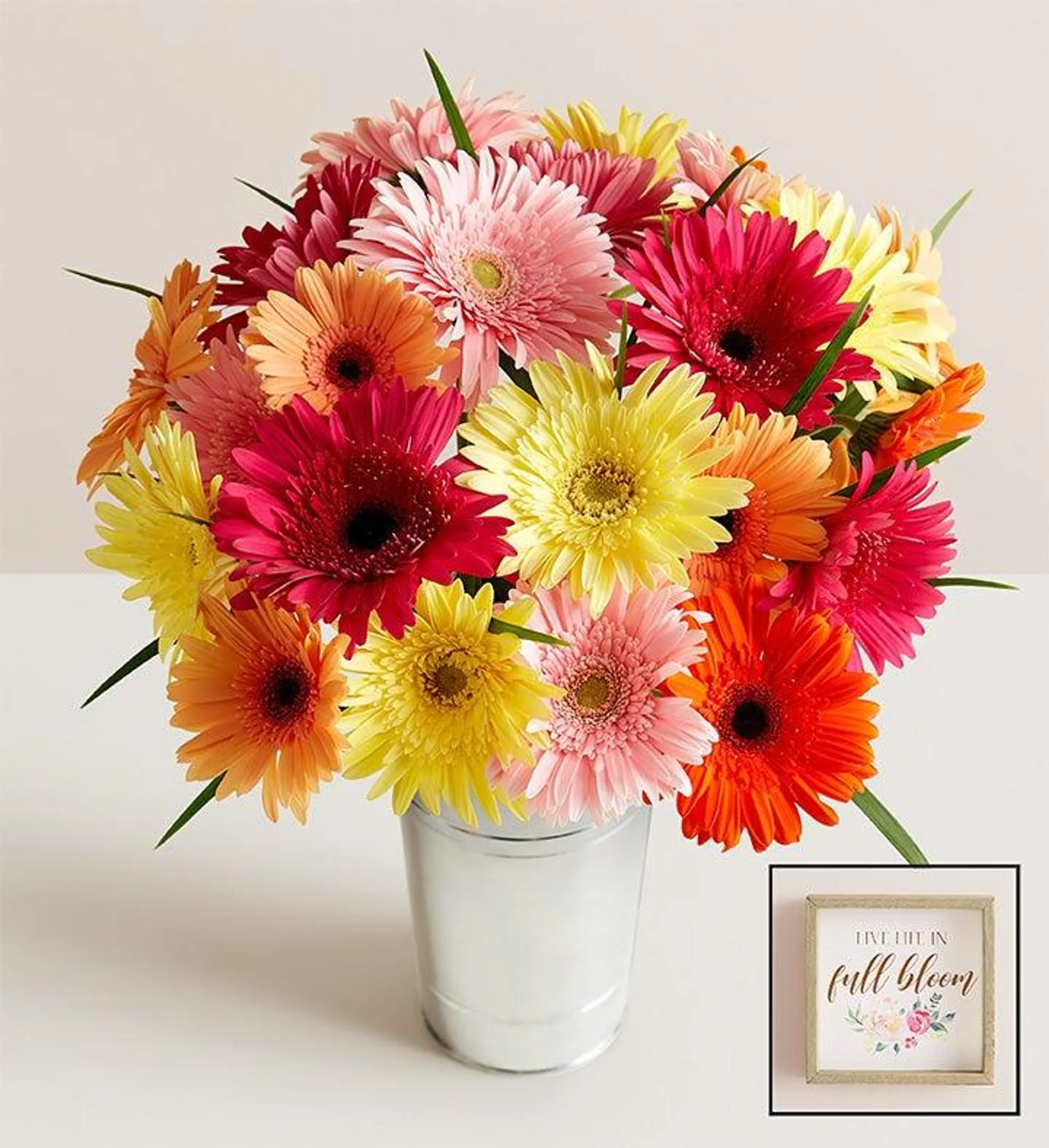 Happy Gerbera Daisies