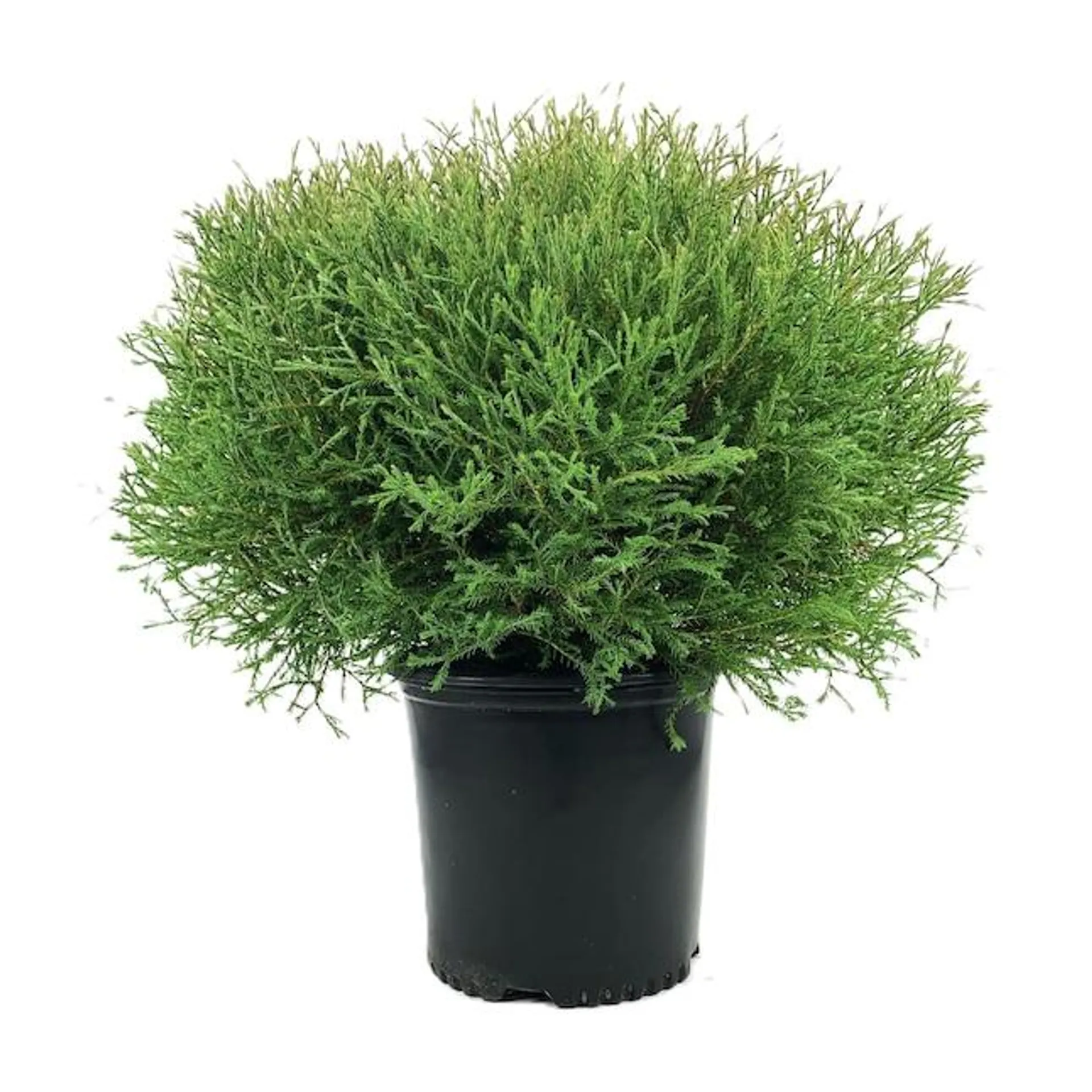 Mr. Bowling Ball Arborvitae Accent Shrub in 2.25-Gallon (s) Pot