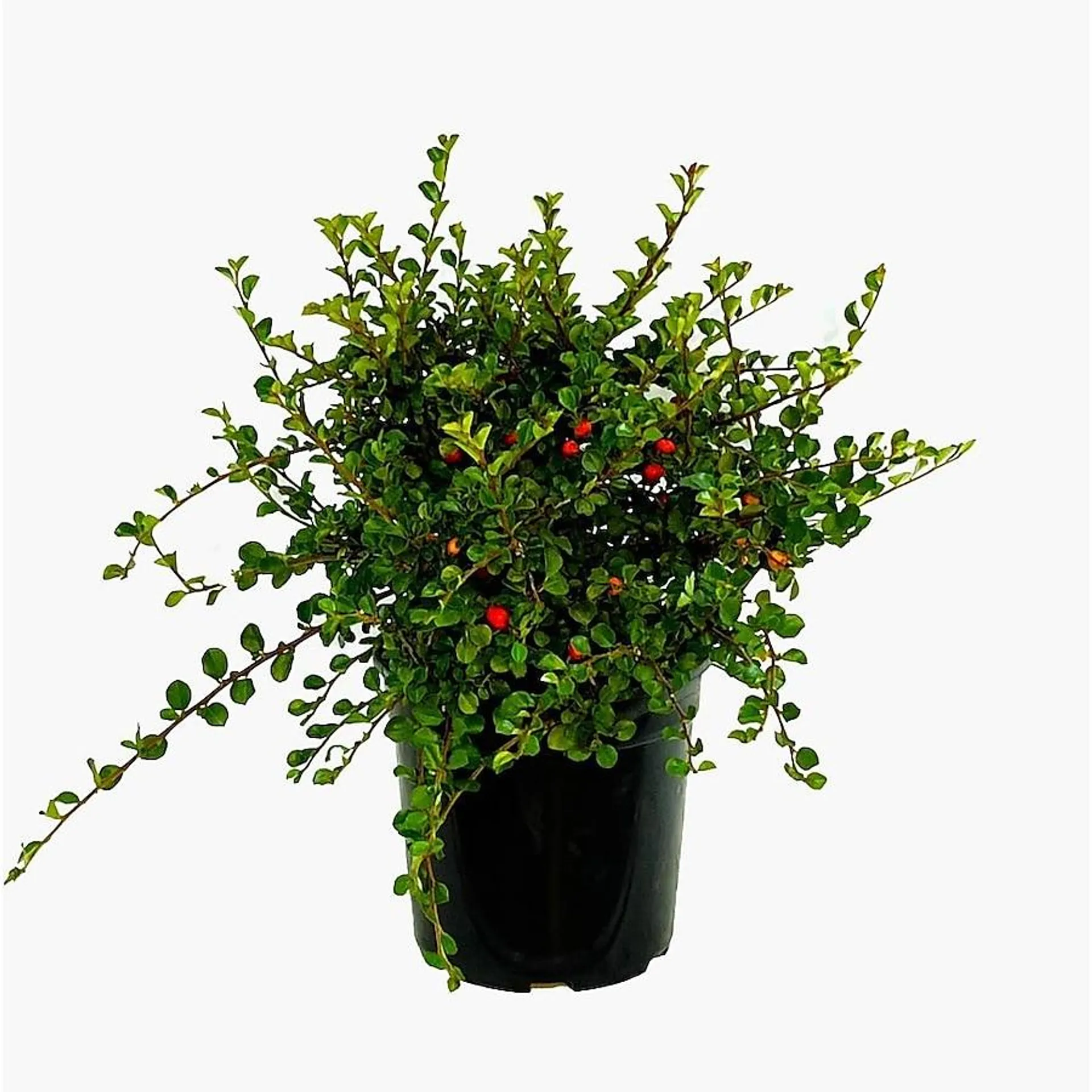 Pink Cranberry Cotoneaster Accent Shrub in 2.5-Quart Pot