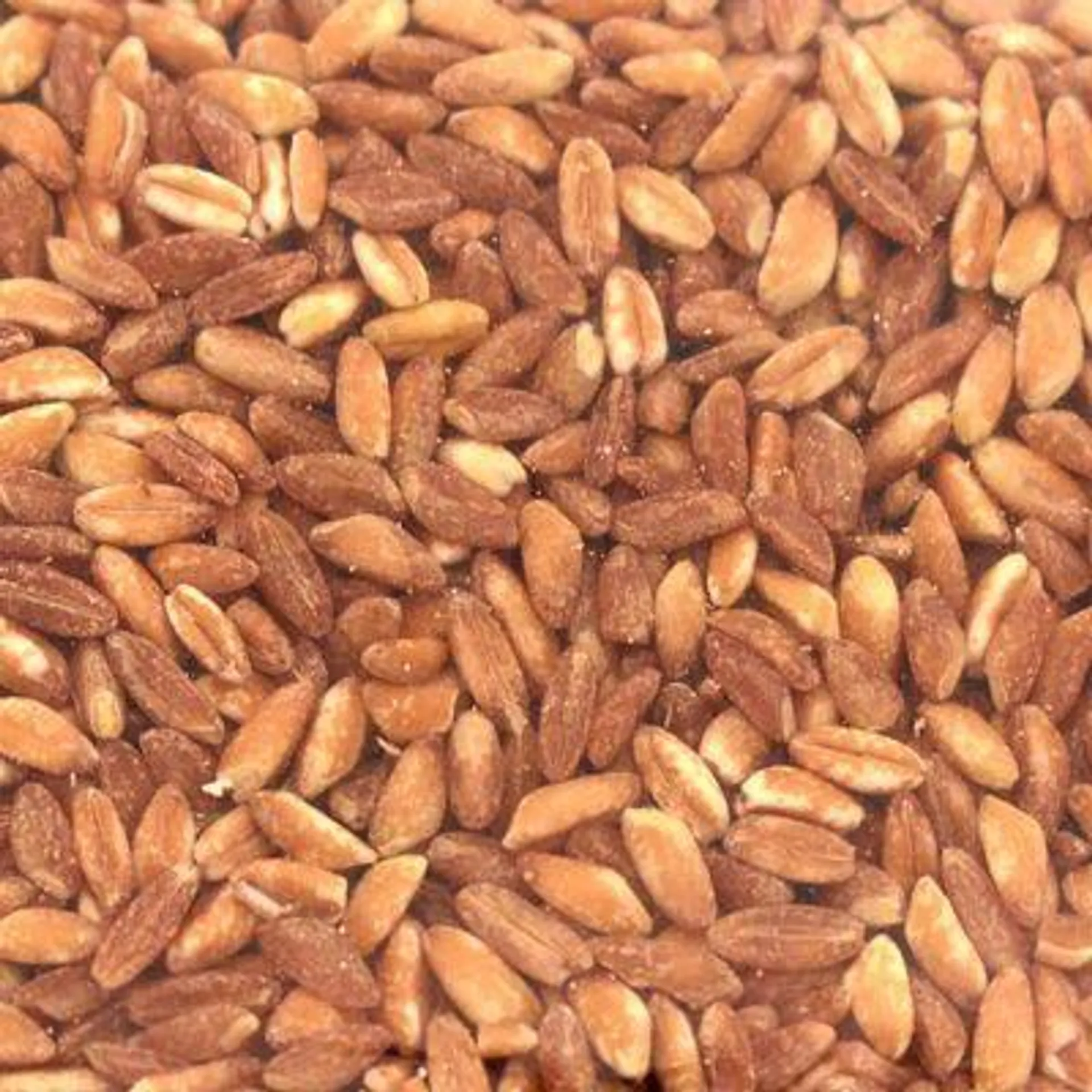 Organic Pearled Farro (Packaged)