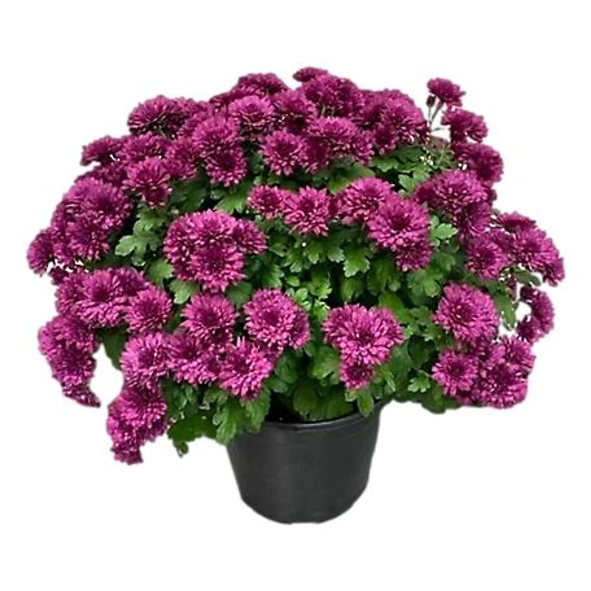 New! 8 in. Garden Mums