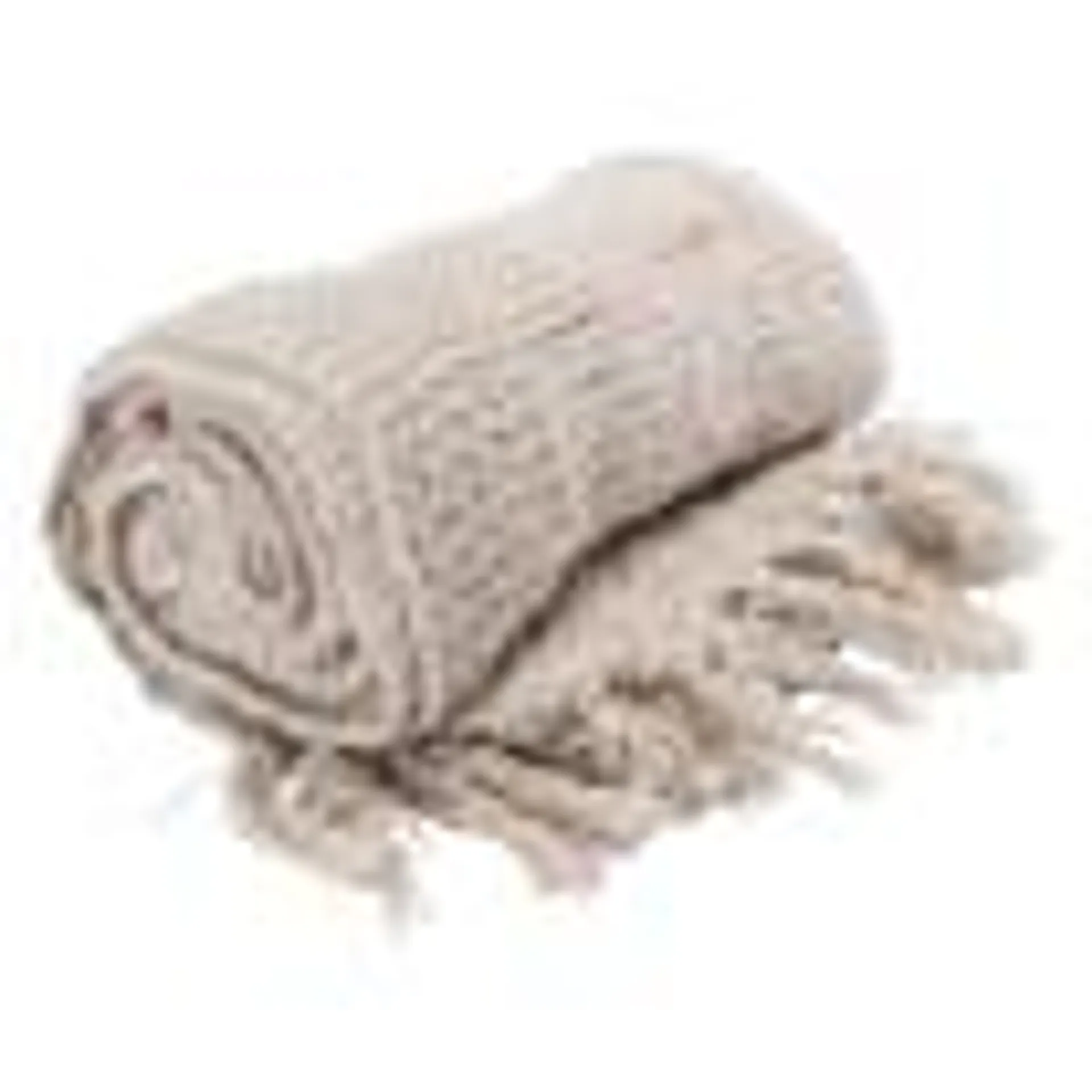 Woven Throw Blanket 50in x 60in