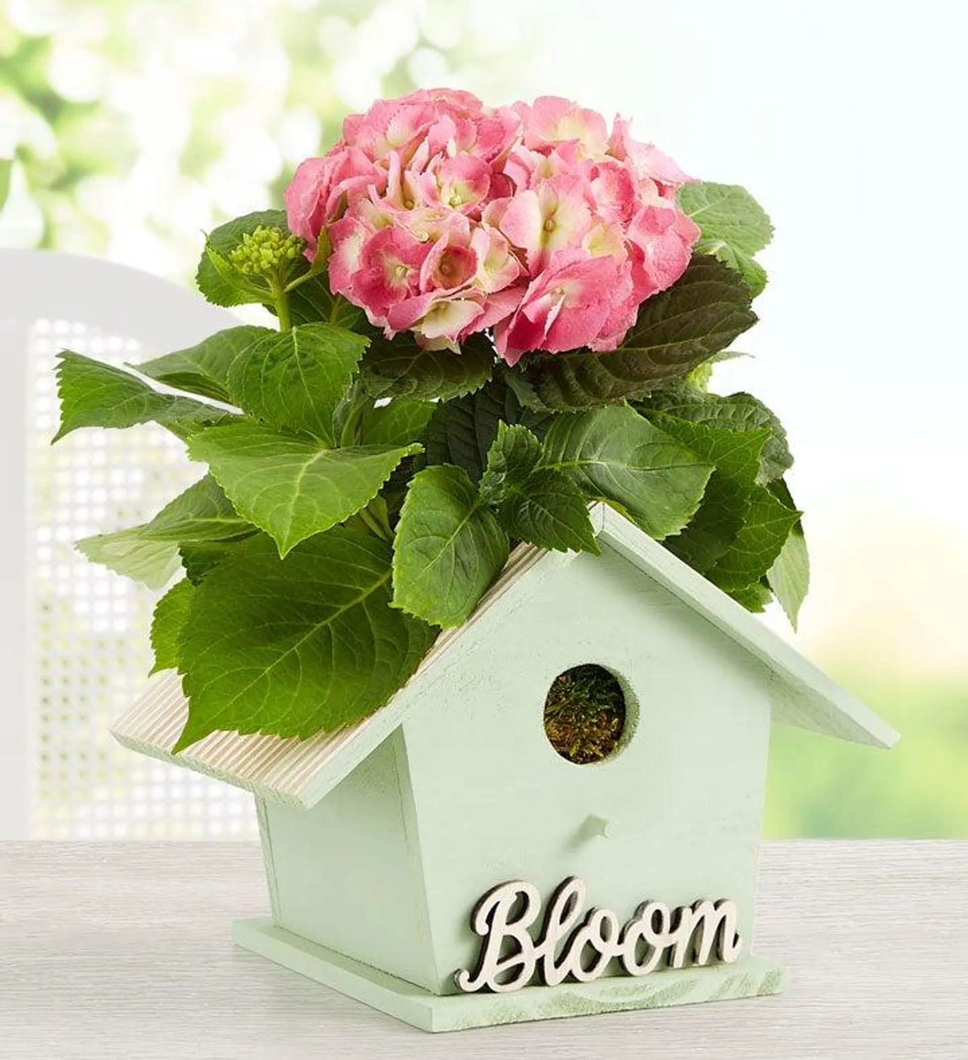 Blooming Birdhouse Hydrangea