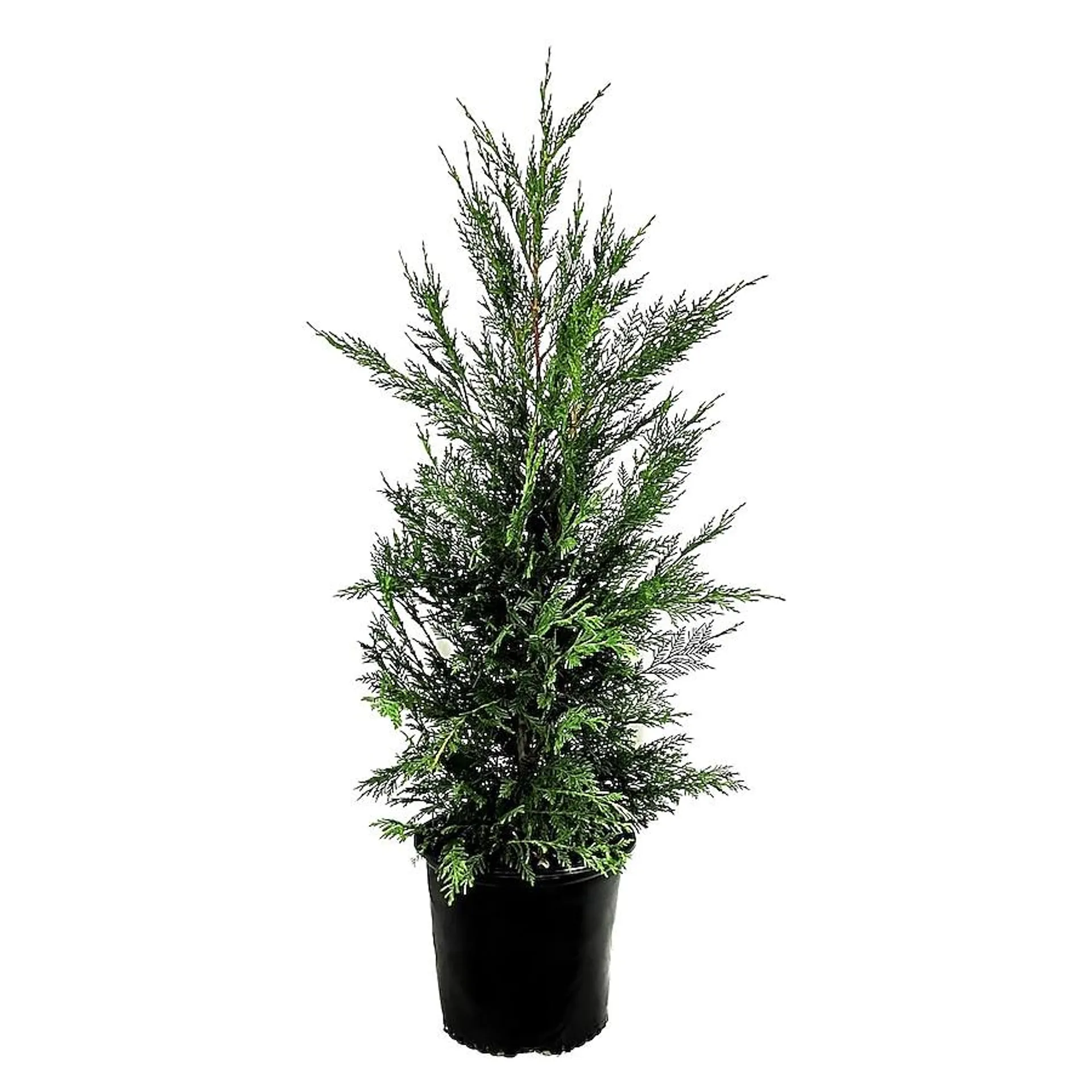 Leyland Cypress Foundation/Hedge Shrub in 2.25-Gallon Plantable Container