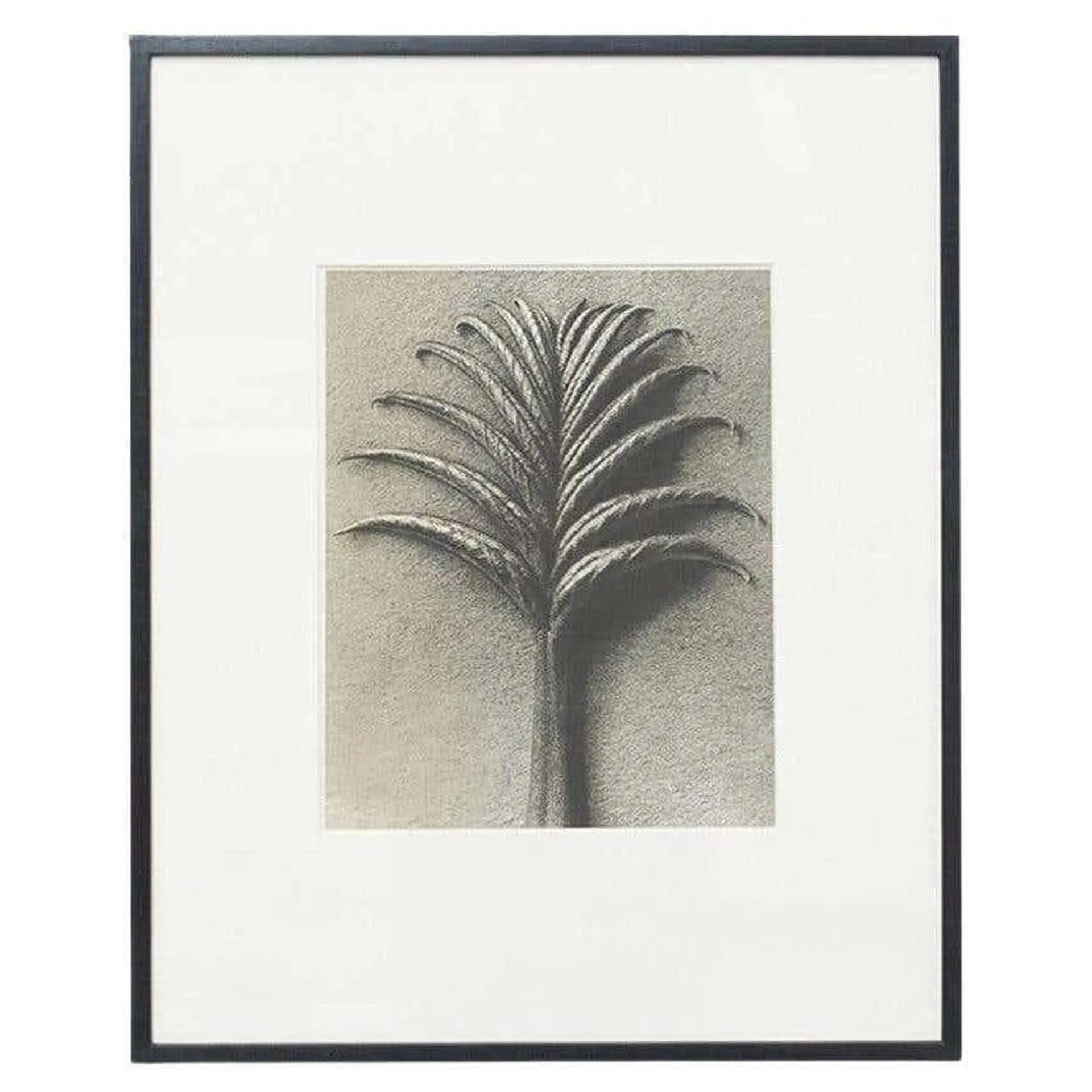 Karl Blossfeldt Black White Flower Photogravure Botanic Photography, 1942