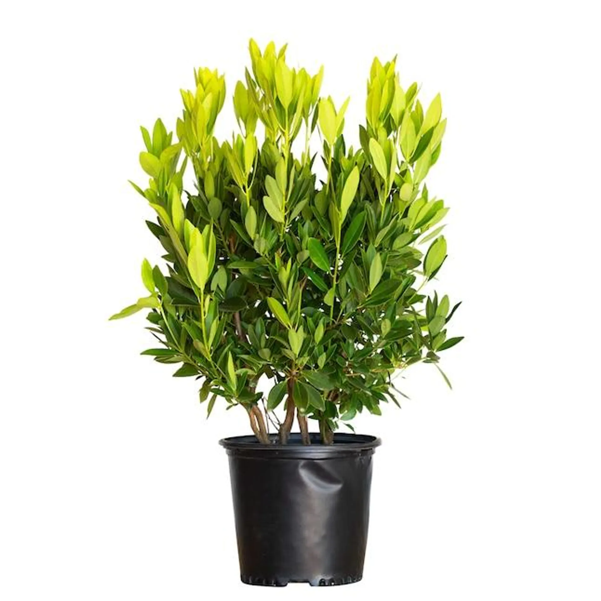 Flowerwood Yellow Ocala Yellow Anise Illicium Parviflorum Foundation/Hedge Shrub in 2.5-Gallon Pot