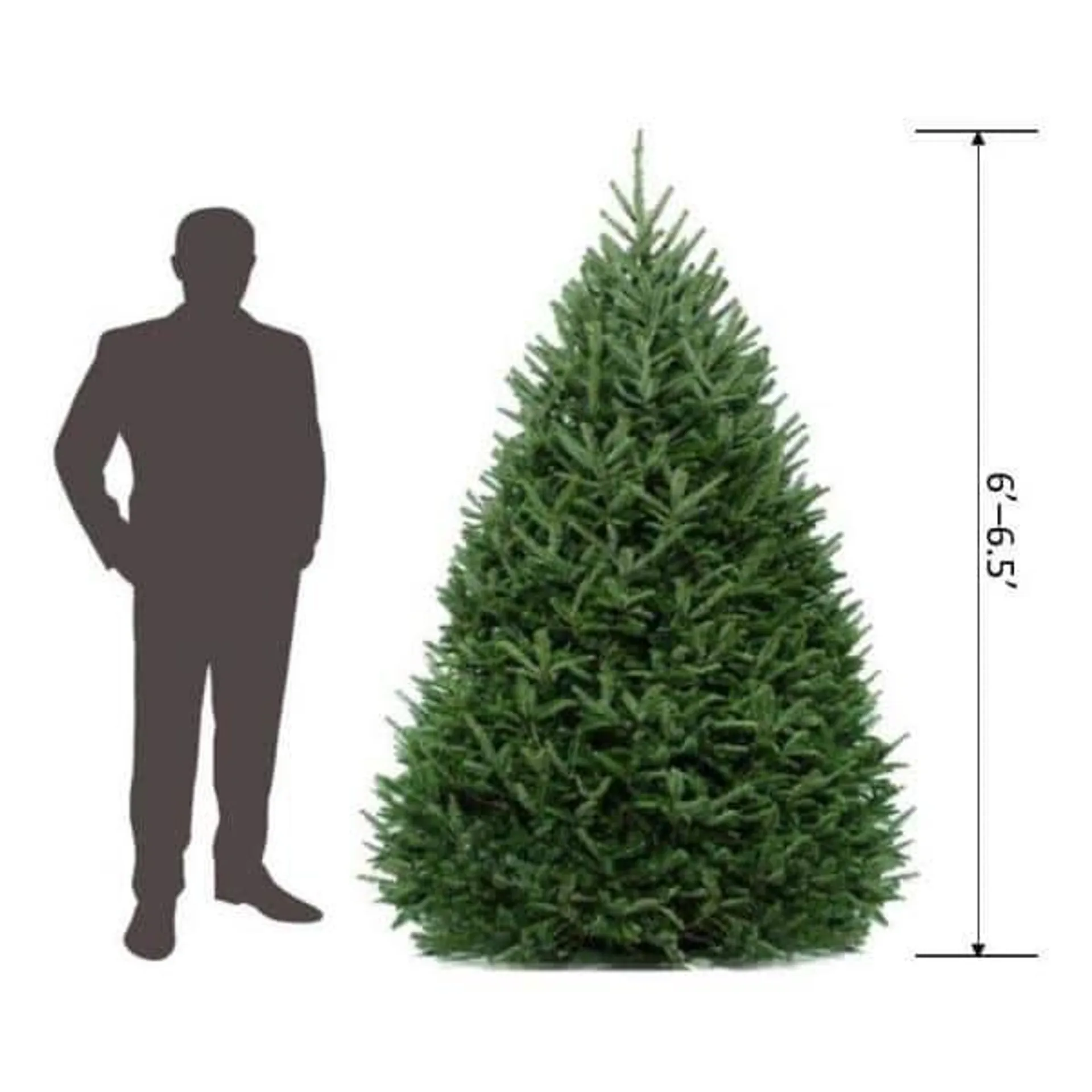 6 ft. to 6.5 ft. Freshly Cut Fraser Fir Live Christmas Tree