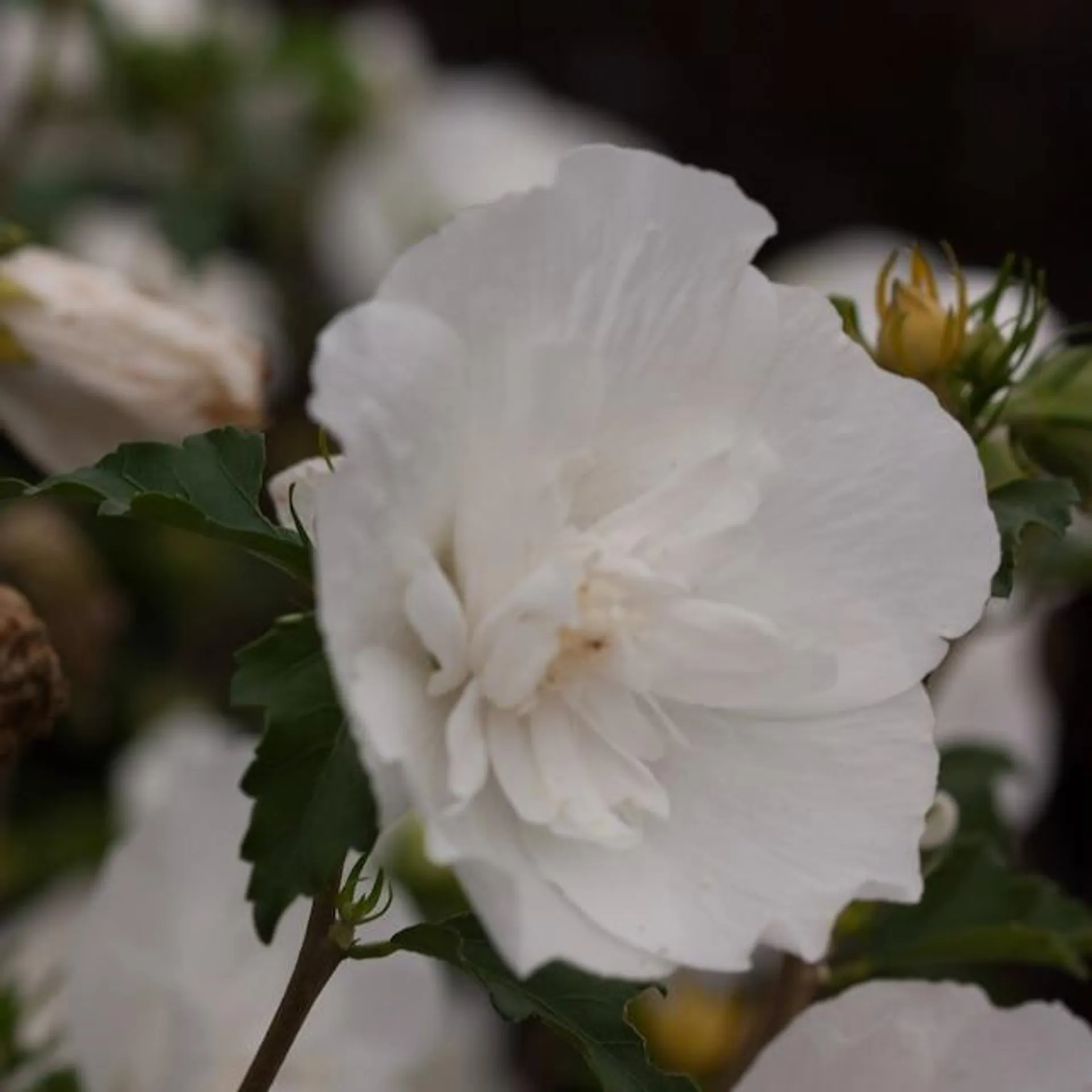 Proven Winners White Chiffon Rose of Sharon (Hibiscus) Flowering Shrub in 1 -Quart Pot 1.0 -Pack with White Blooms