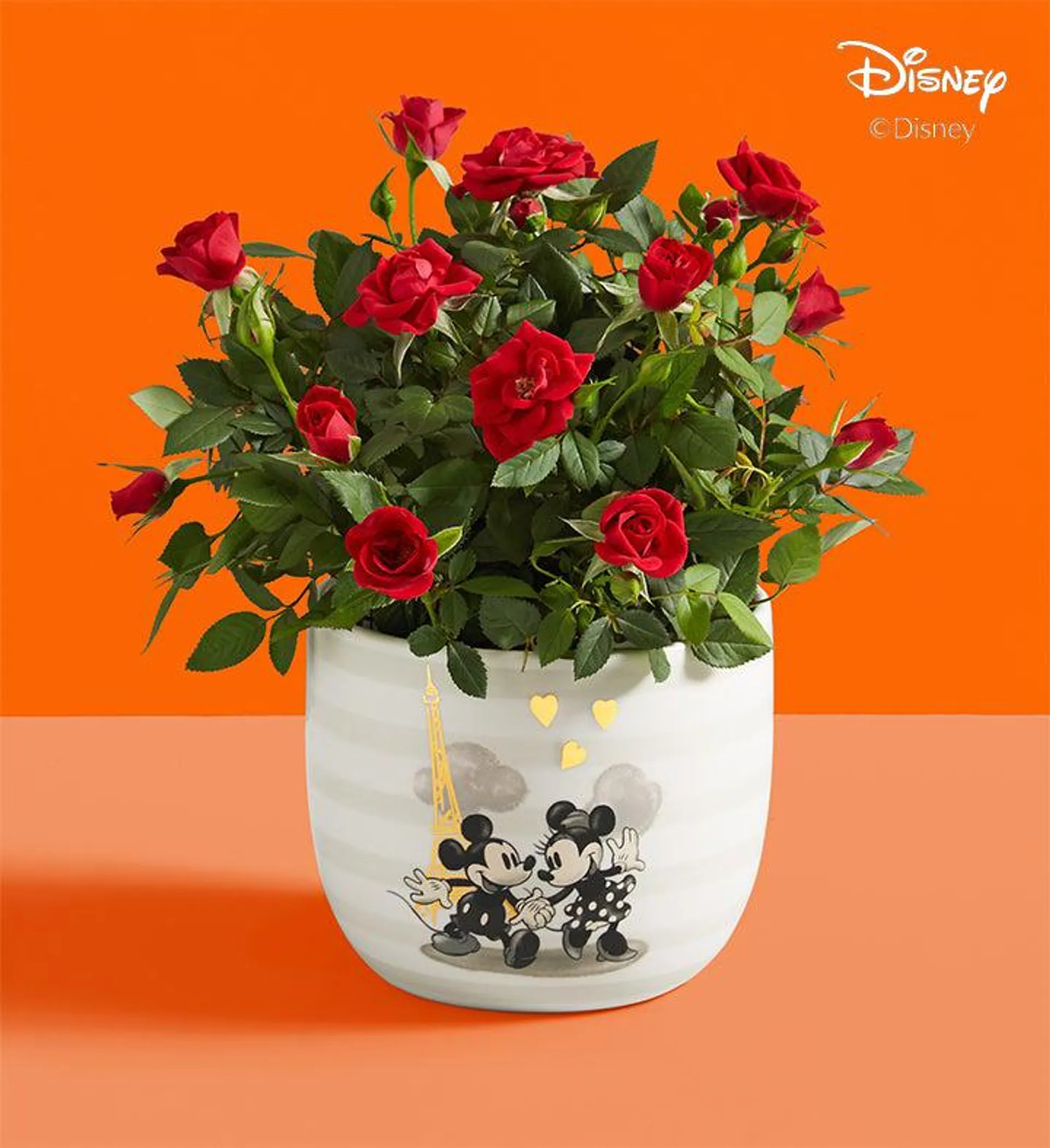 Disney Mickey & Minnie Rose Plant