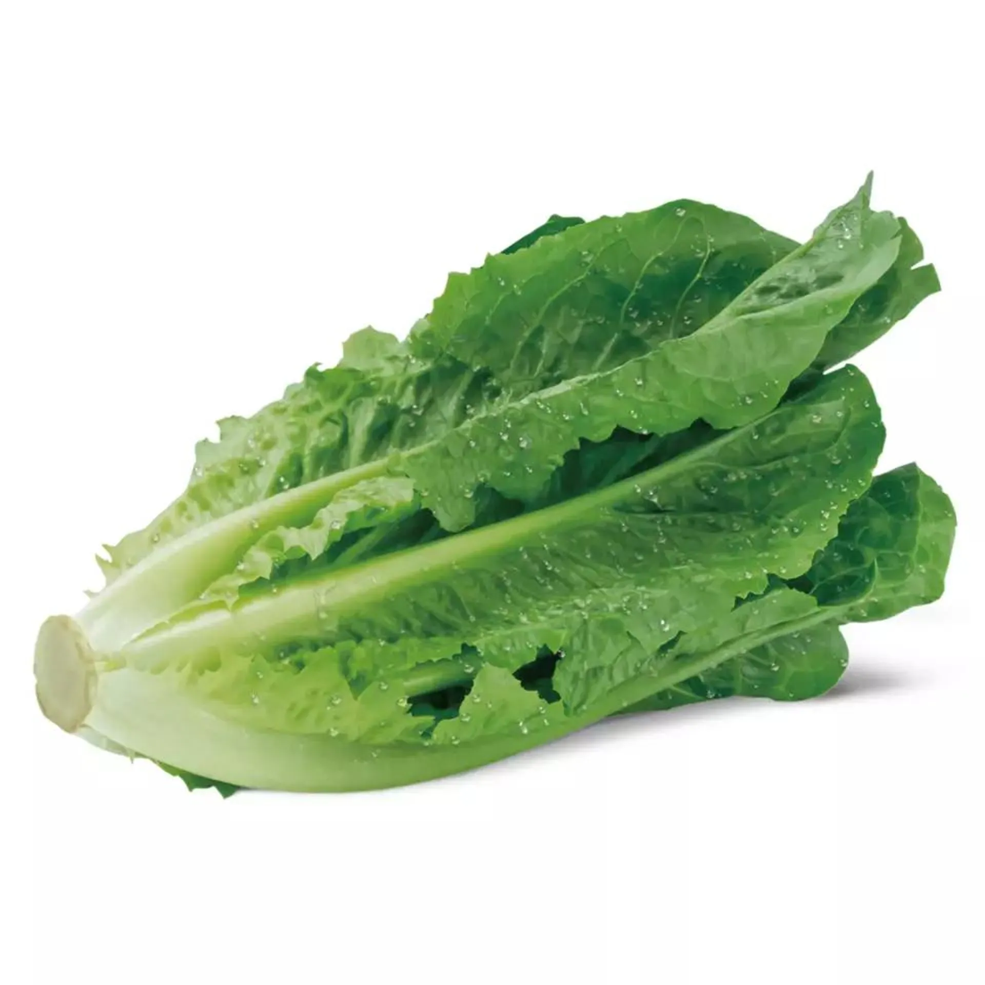 Artisan Lettuce