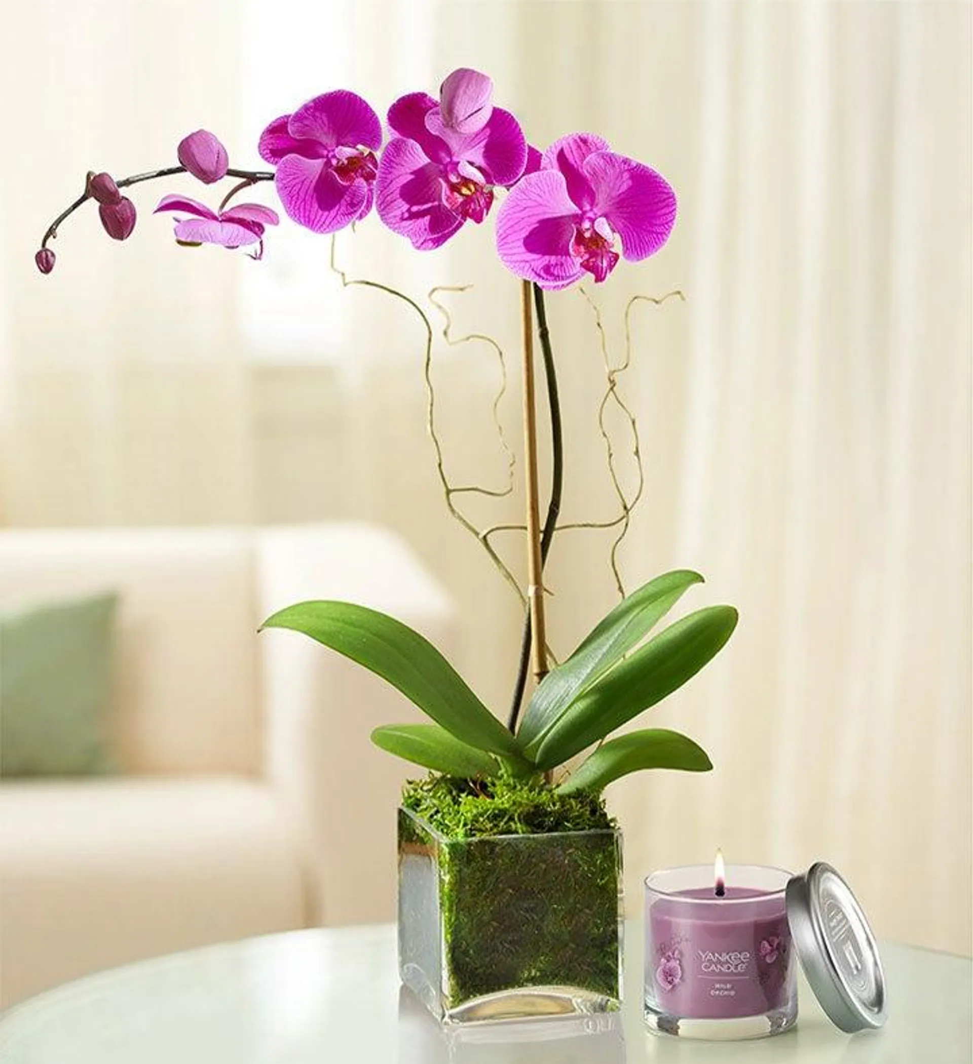 Elegant Orchid