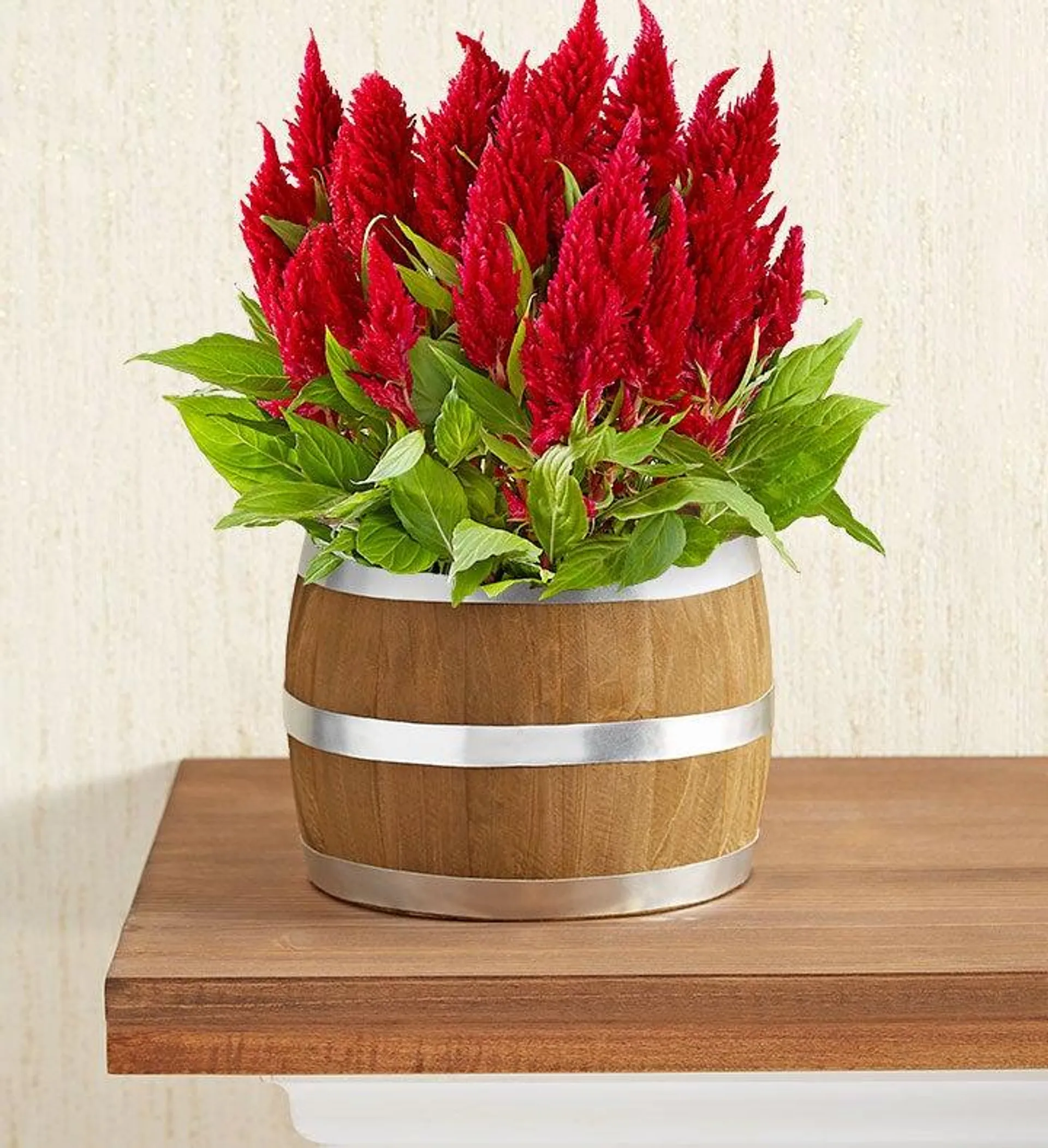 Rustic Celosia