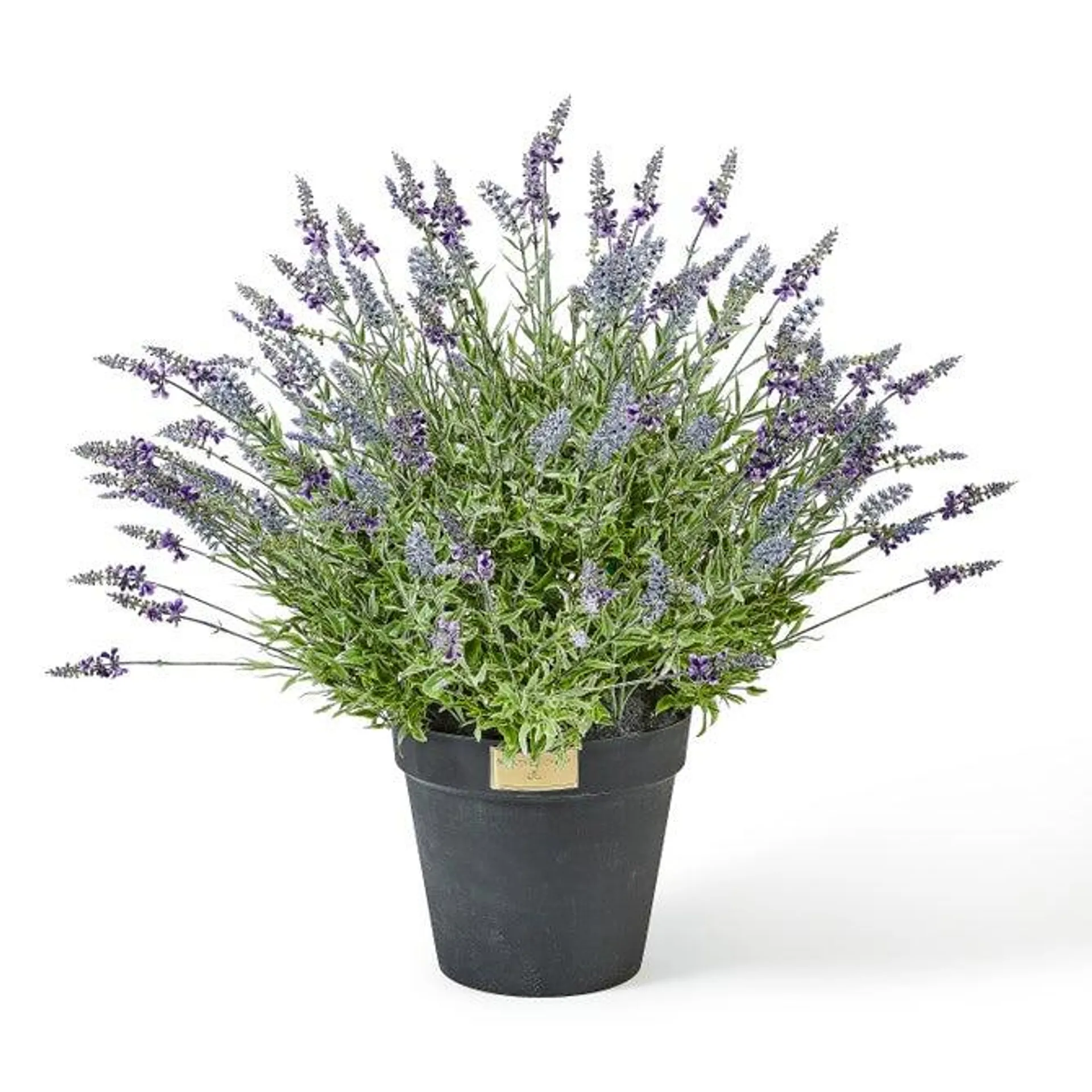 Lavender Urn Filler