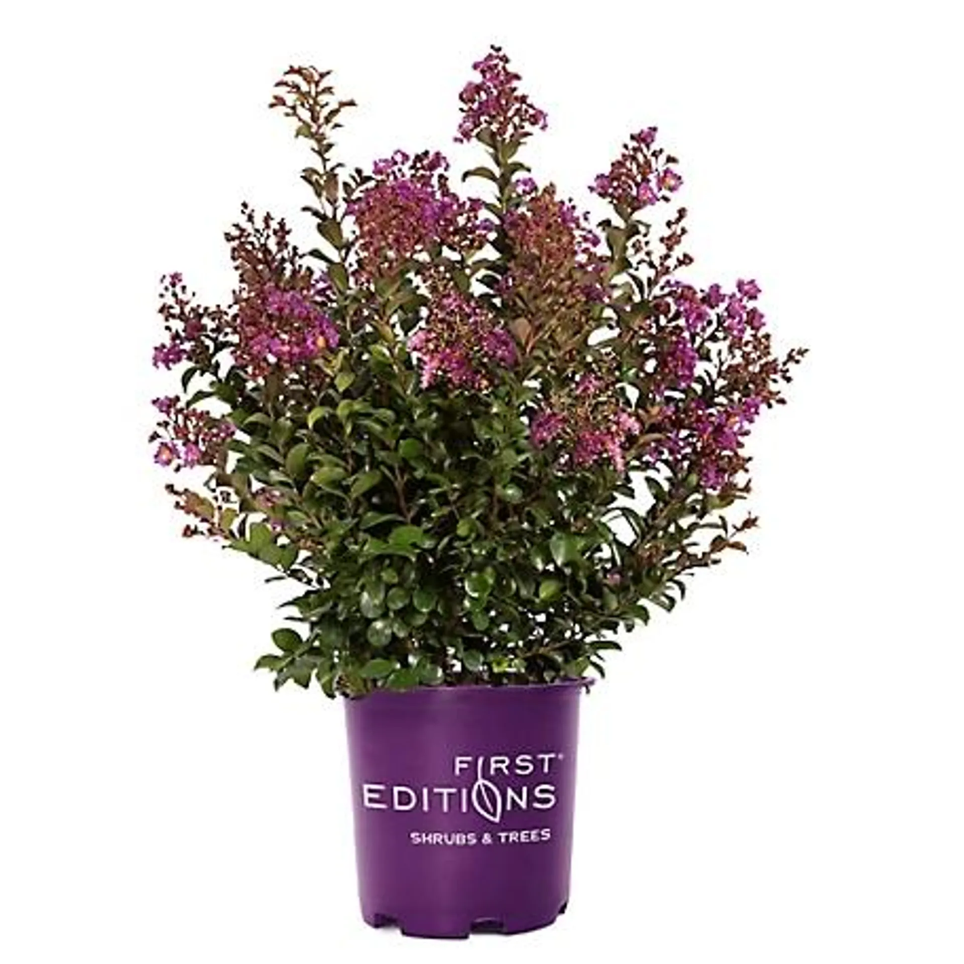 First Editions 2 Gal. Purple Magic Crape Myrtle Shrub