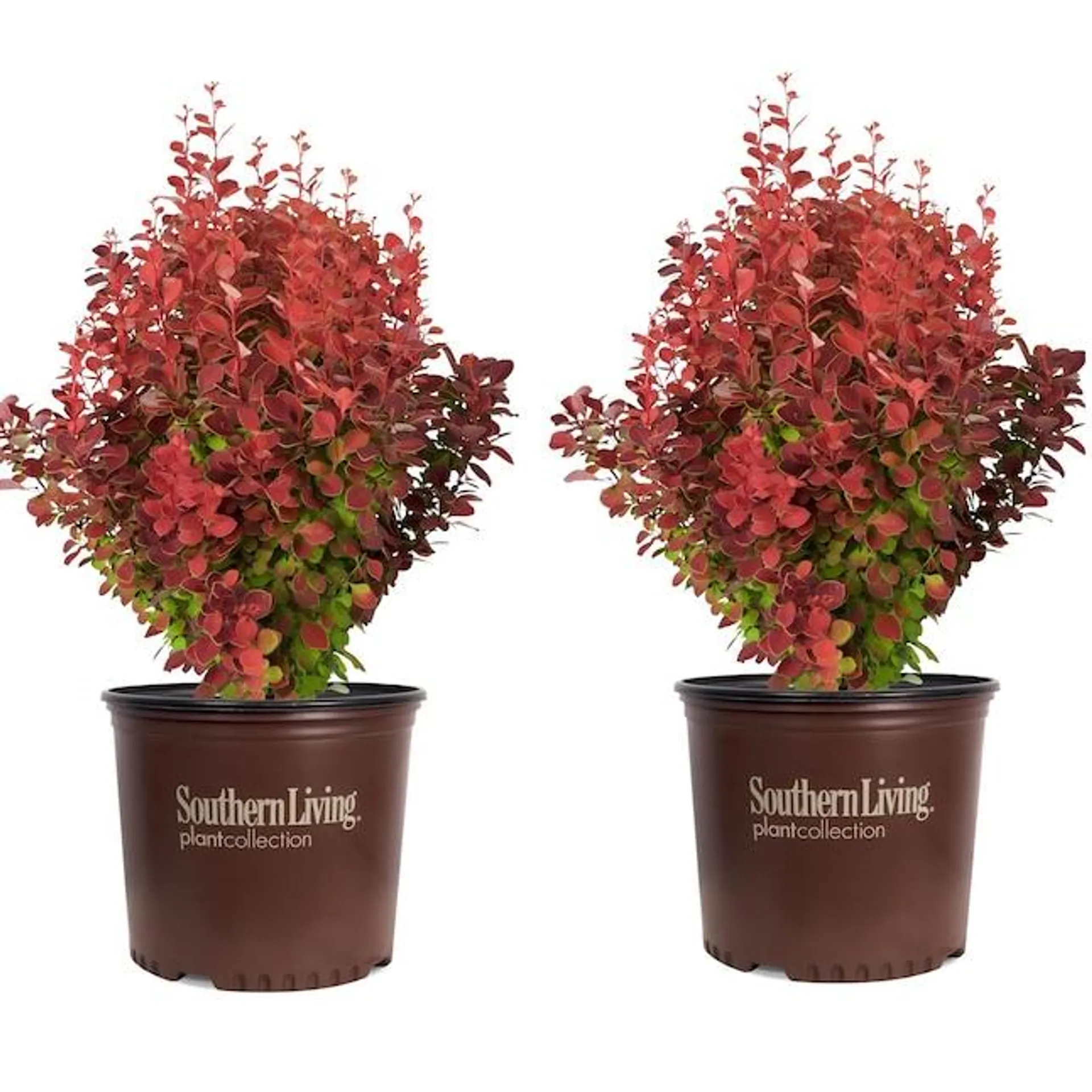 Southern Living Plant Collection Orange Rocket Barberry Accent Shrub in 2.5-Quart Pot 2-Pack