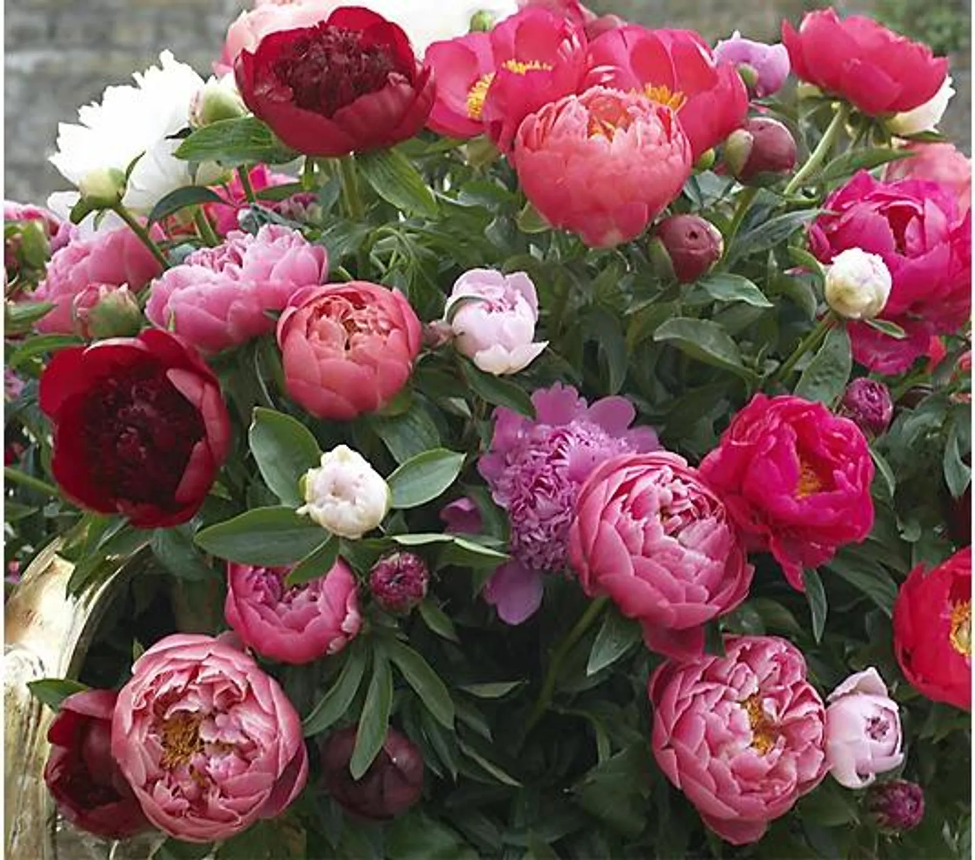 Roberta's 3-Piece Bounty of Blooms Victorian Peony