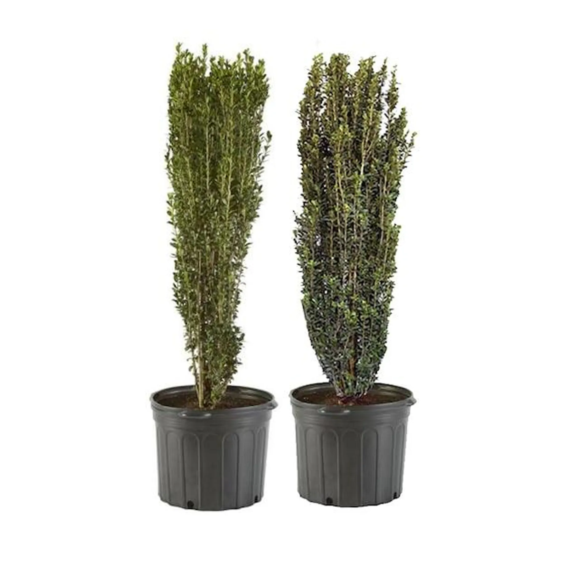 Flowerwood White Sky Pencil Holly Screening Shrub in 2.5-Gallon Pot 2-Pack