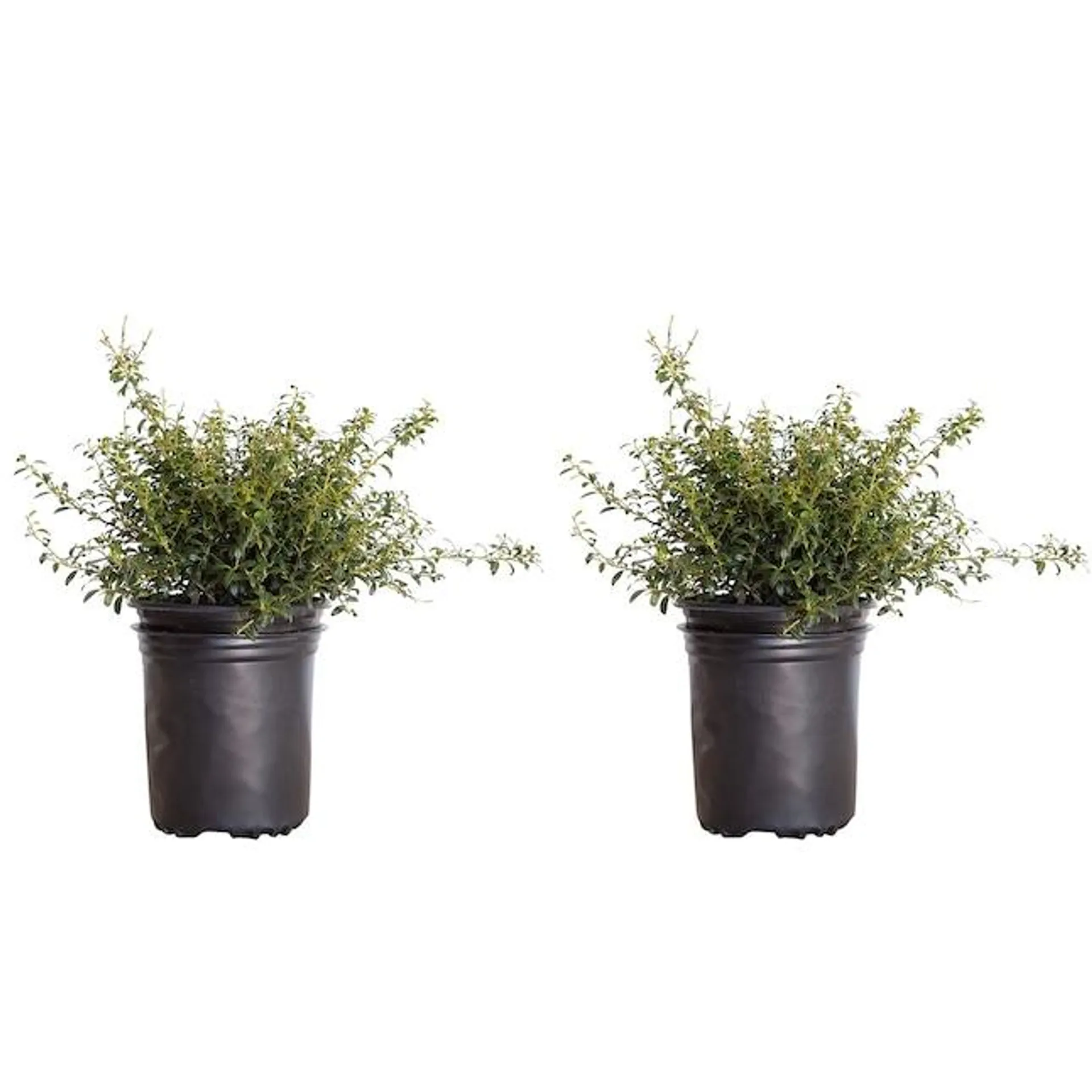 Flowerwood Soft Touch Japanese Holly Foundation/Hedge Shrub Pot 2-Pack