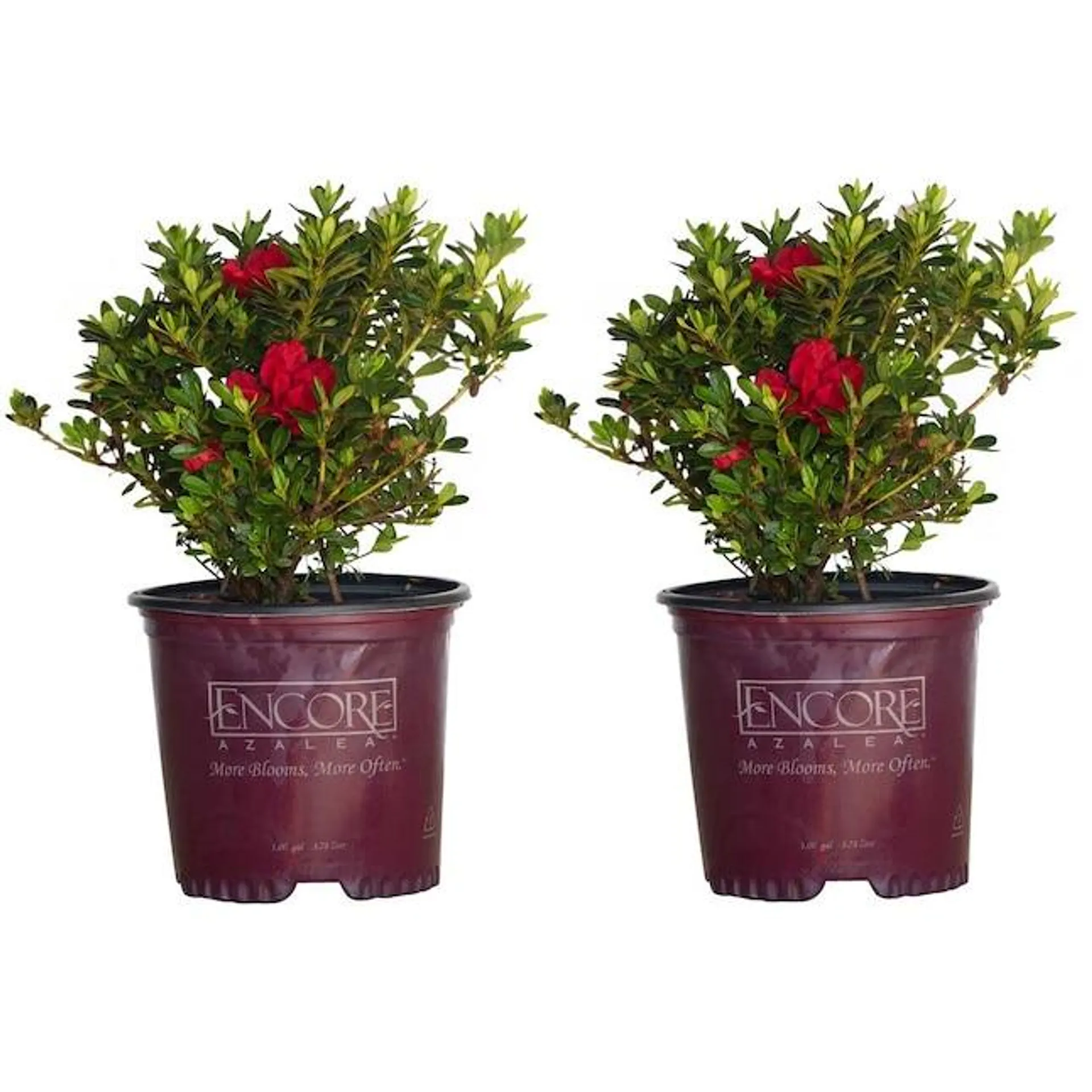 Encore Azalea Red Autumn Fire Azalea Flowering Shrub in 1-Gallon Pot 2-Pack