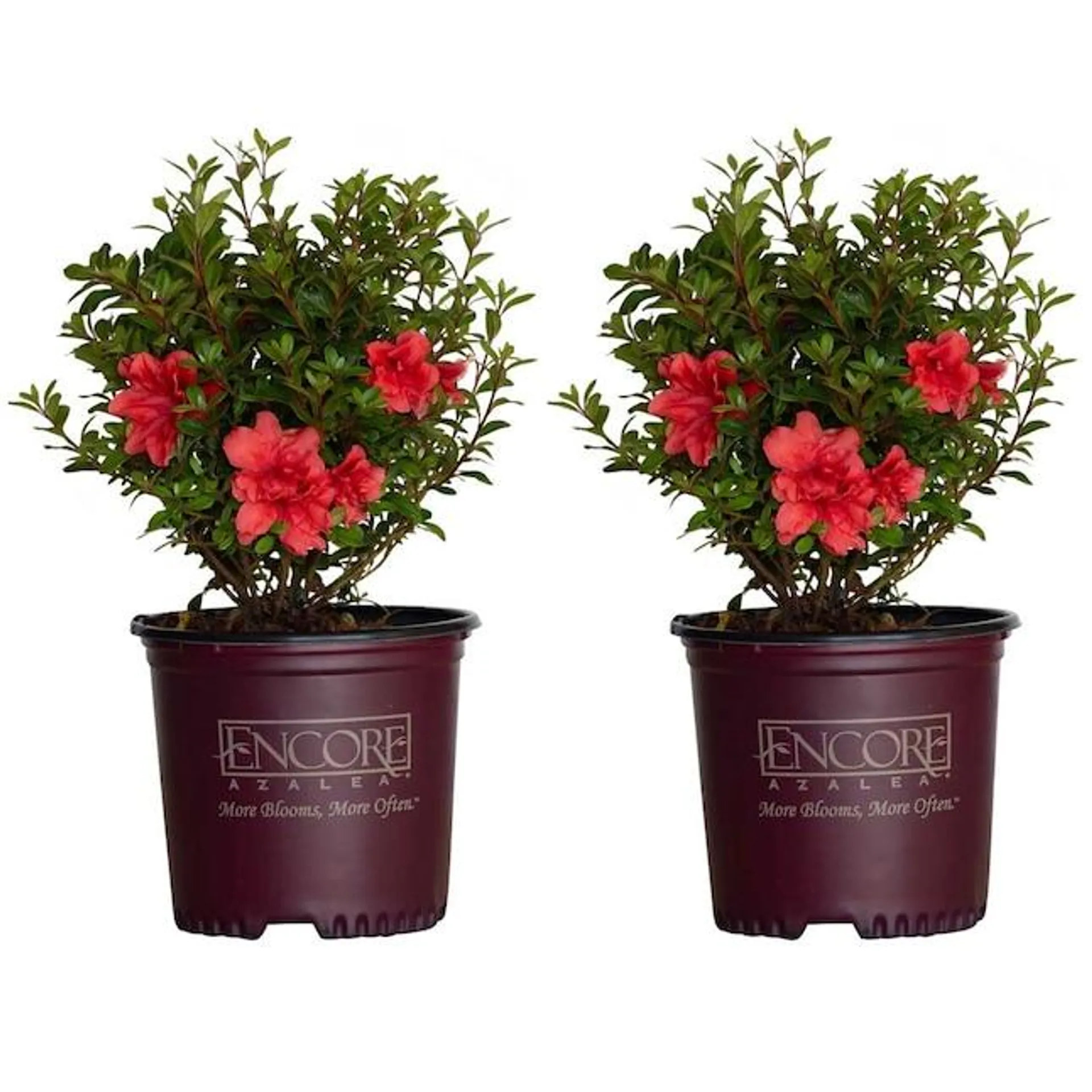 Encore Azalea Pink Autumn Princess Azalea Flowering Shrub in 1-Gallon Pot 2-Pack