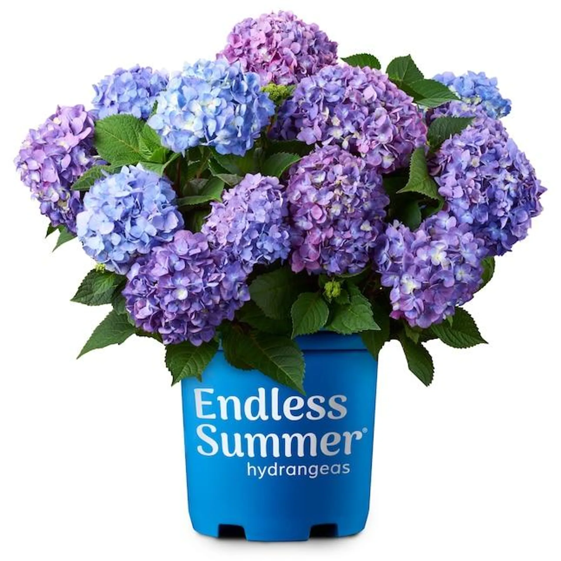 Endless Summer Bloomstruck Hydrangea Flowering Shrub in 2 -Gallon Pot 1 -Pack with Purple Blooms