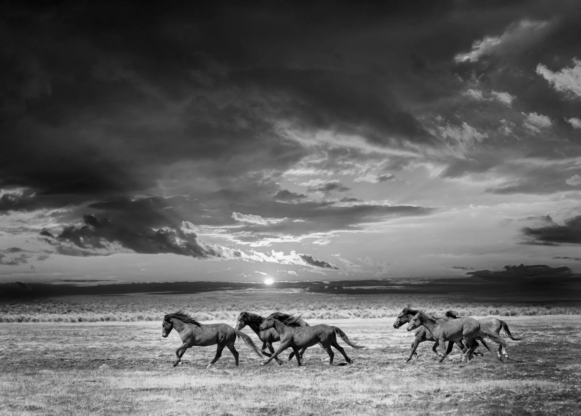 "Chasing the Light" 30x40 Black and White Wild Horses Photography Mustangs, Art