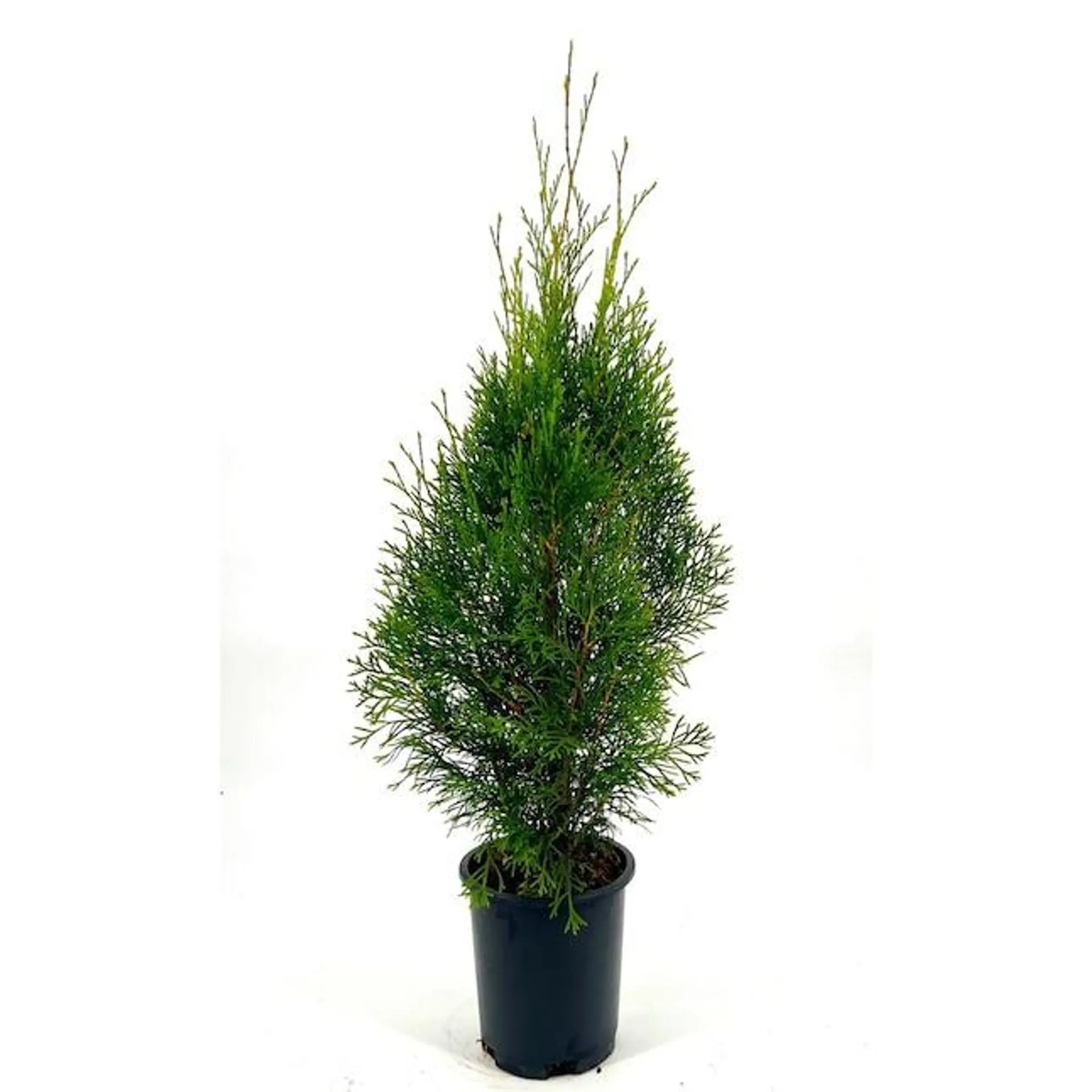 Emerald Green Arborvitae Screening Shrub in 2.5-Quart Pot