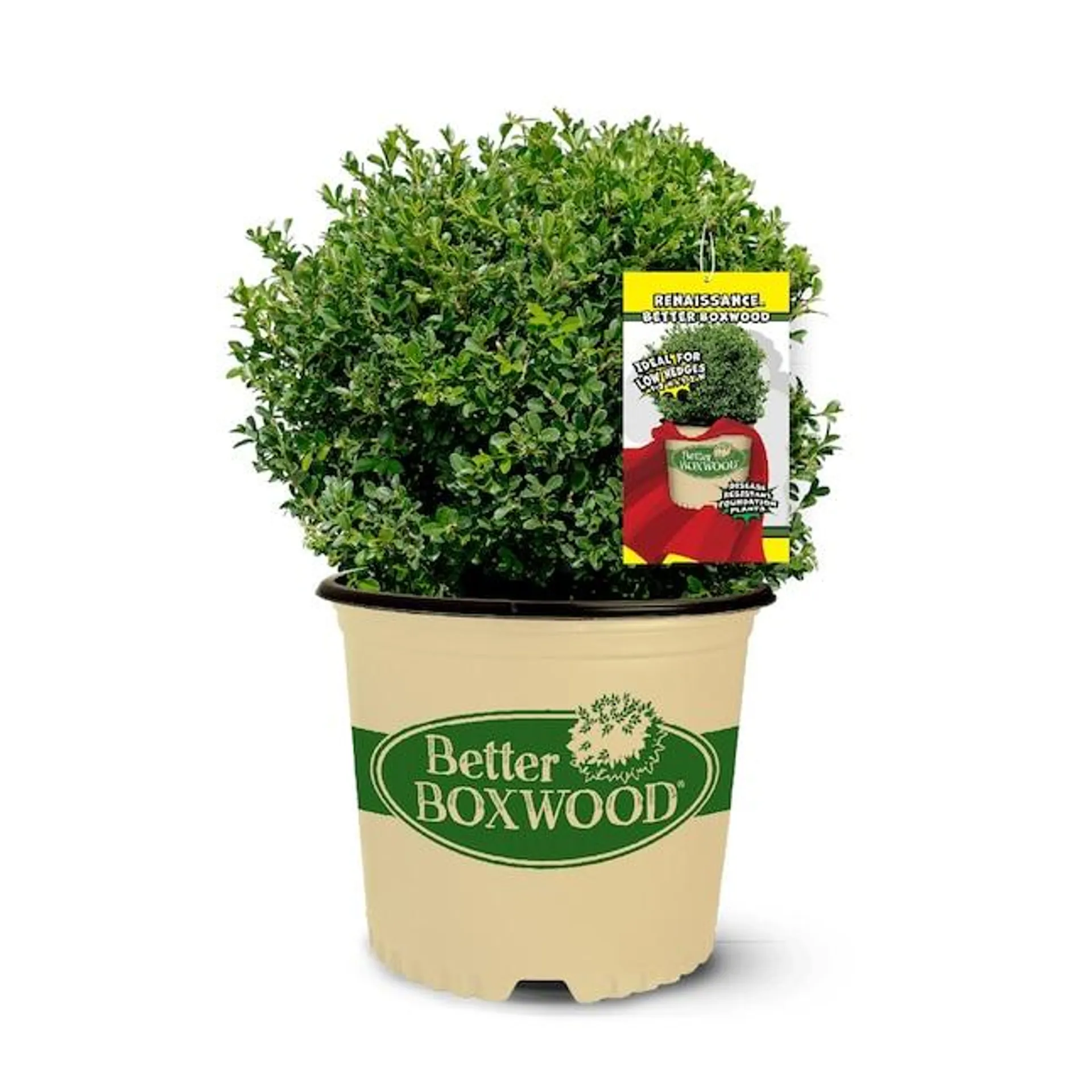 Better BOXWOOD Renaissance Boxwood Foundation/Hedge Shrub in 2.5 -Quart Pot 1 -Pack