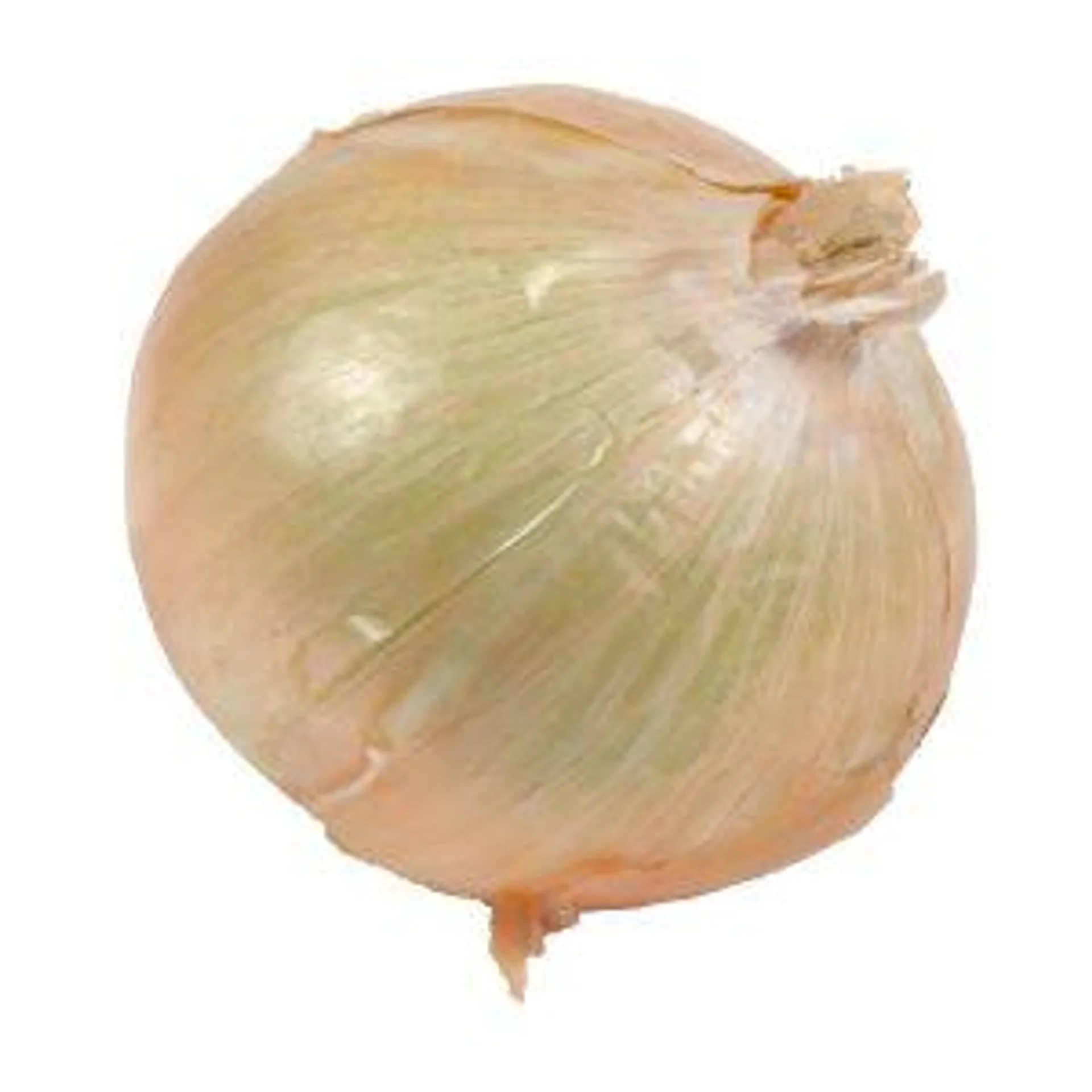 Jumbo Spanish Onions