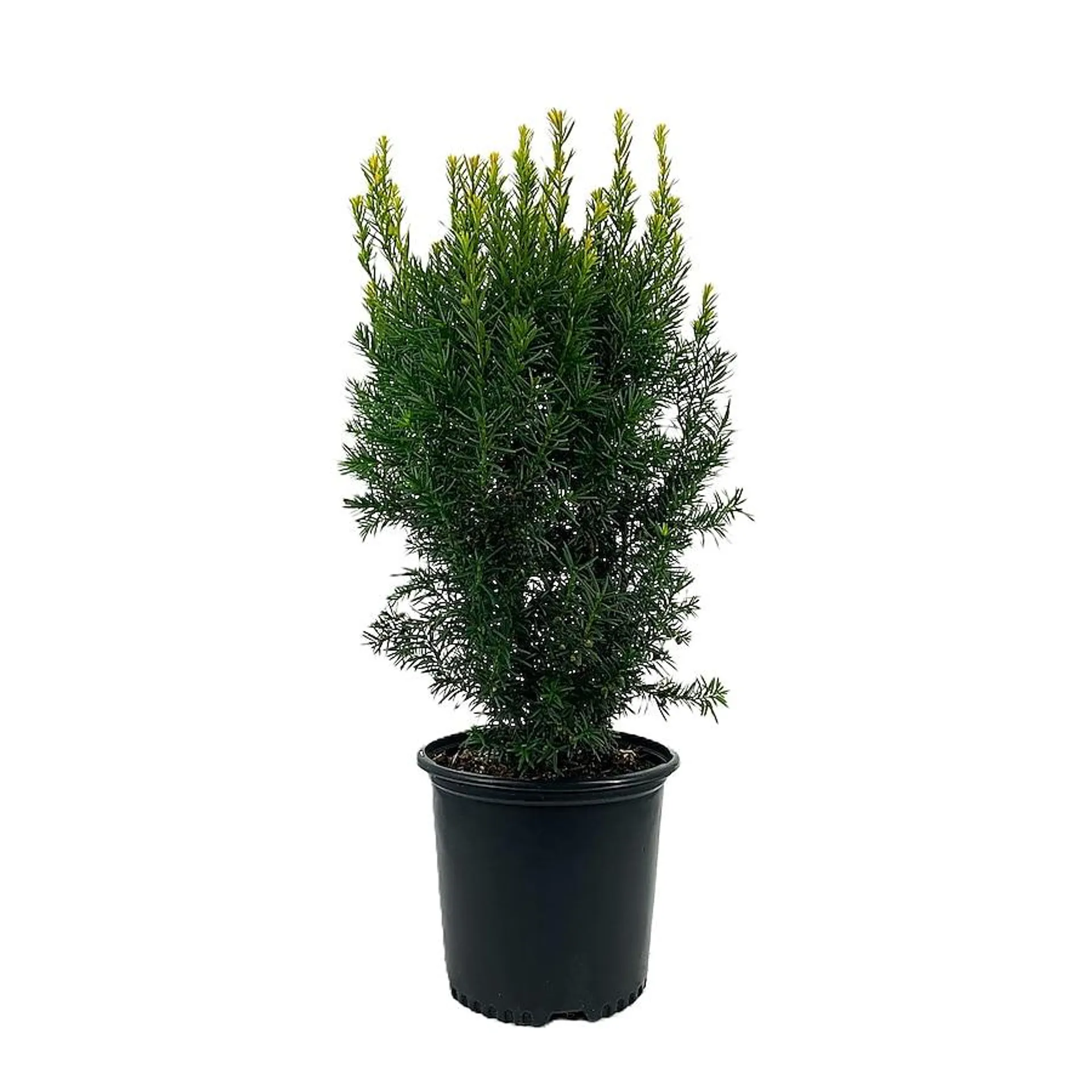 Hicks Yew Foundation/Hedge Shrub in 2.25-Gallon Pot