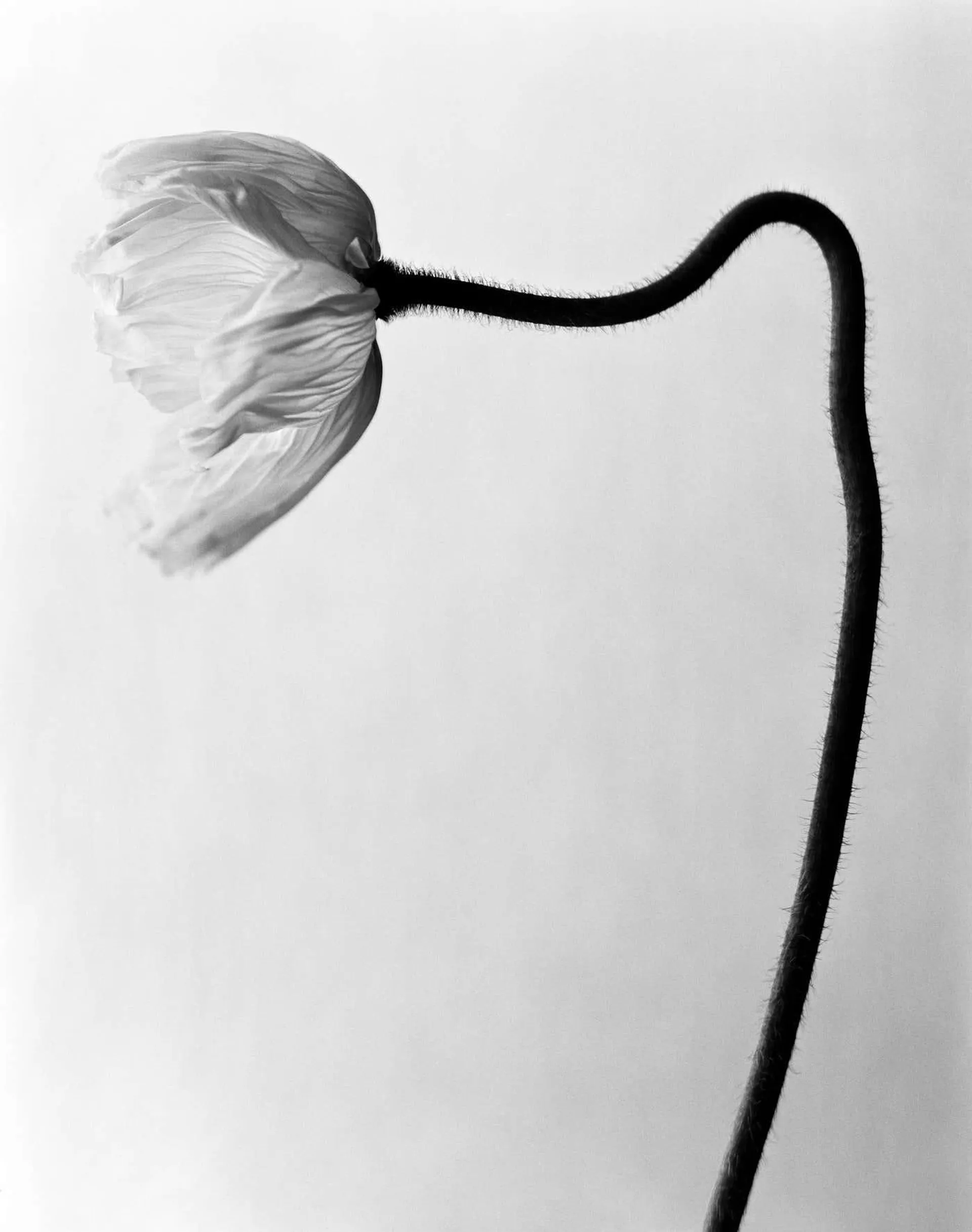 Ugne Pouwell Poppy No.6 - analogue black and white floral photography, limited edition 3/20 2025