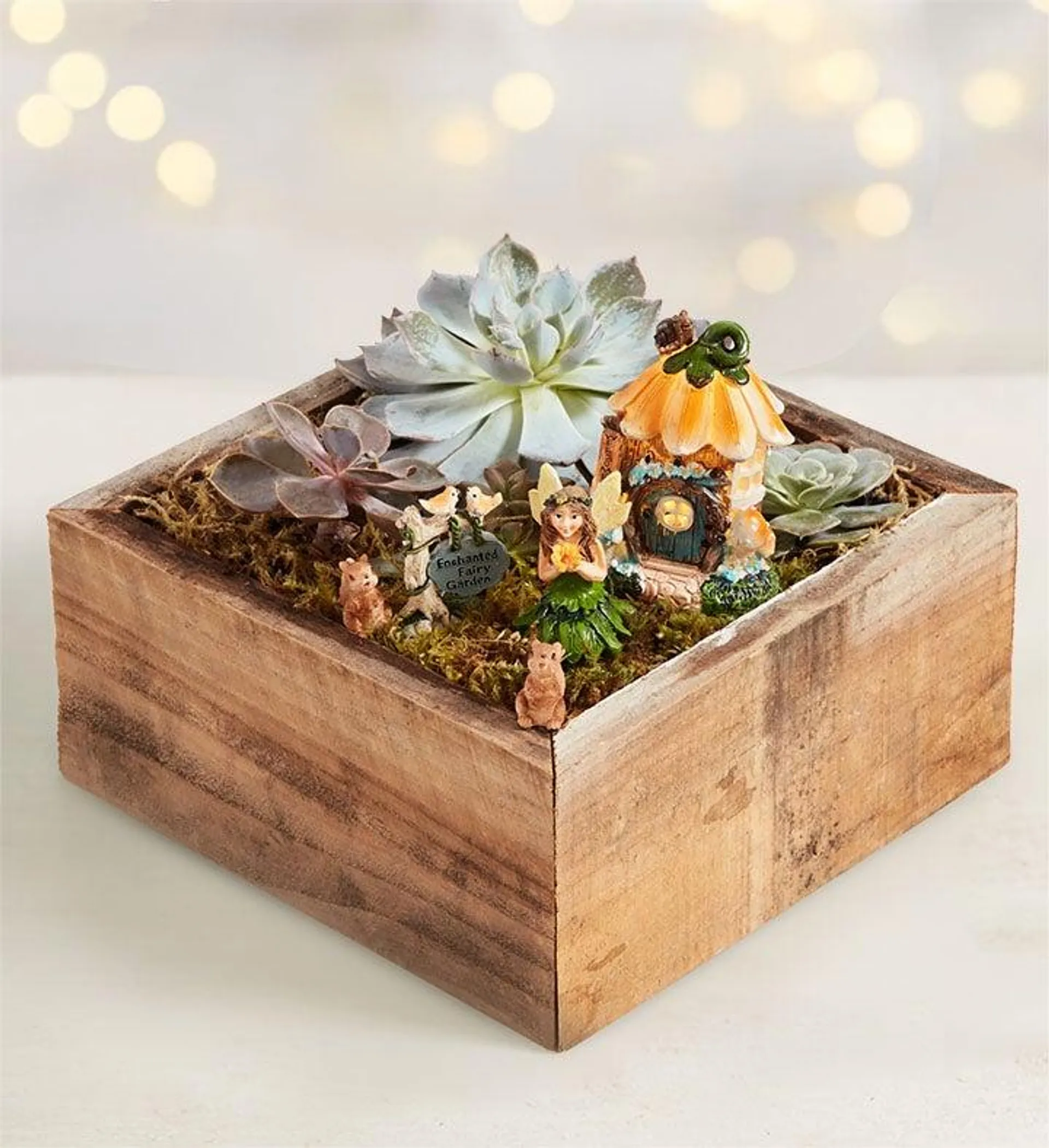 Enchanted Fairy Succulent Garden