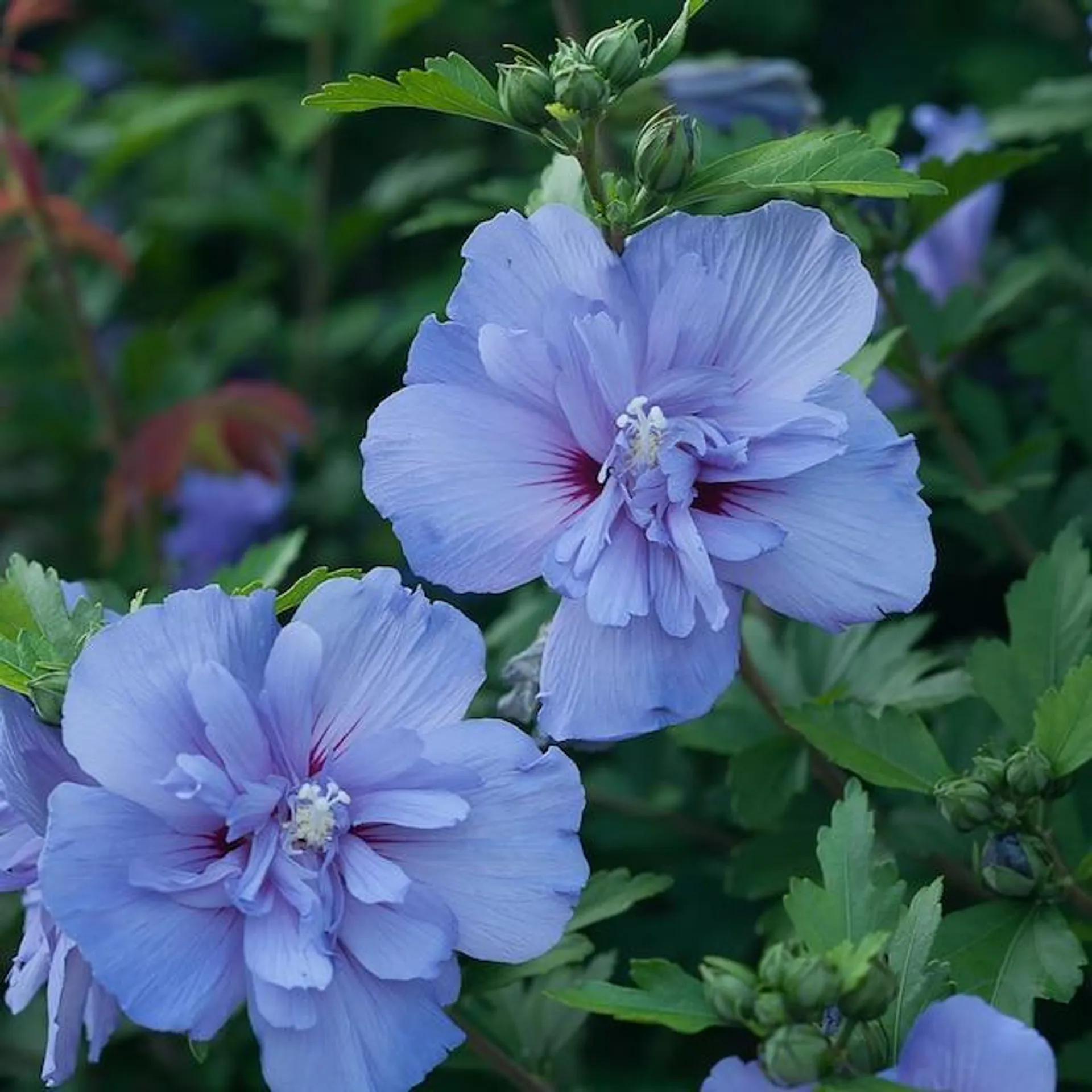 Proven Winners Blue Chiffon Rose Of Sharon (Hibiscus) Flowering Shrub in 1-Gallon Pot