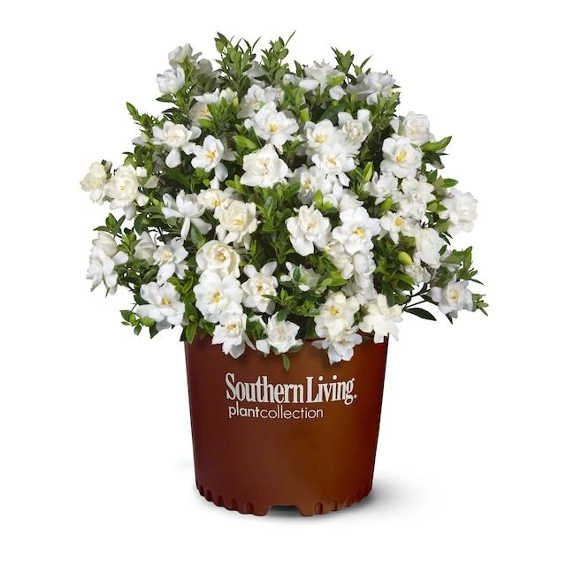 Southern Living Plant Collection Jubilation Gardenia Flowering Shrub in 2.5 -Quart Pot 1 -Pack with White Blooms