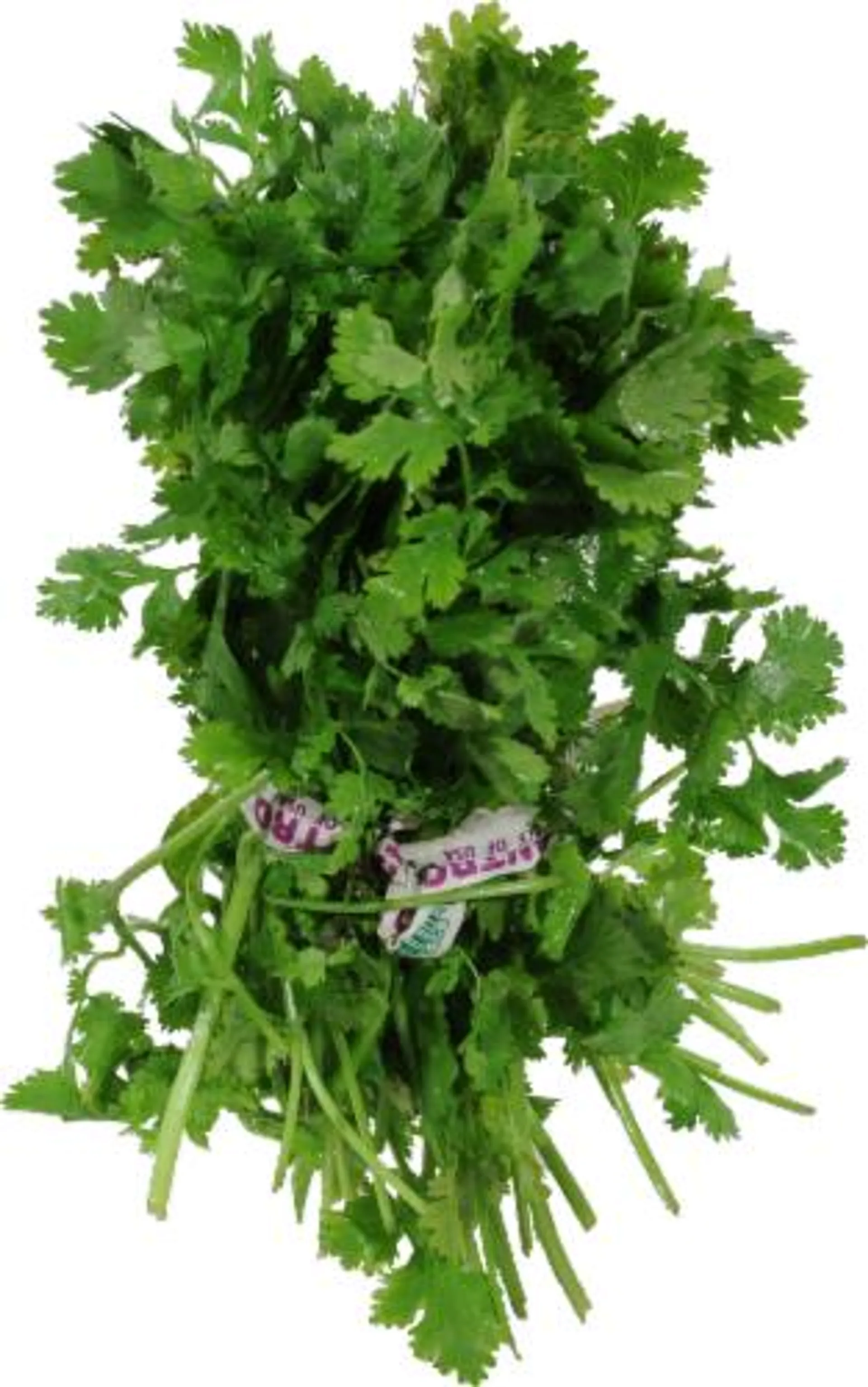 Cilantro